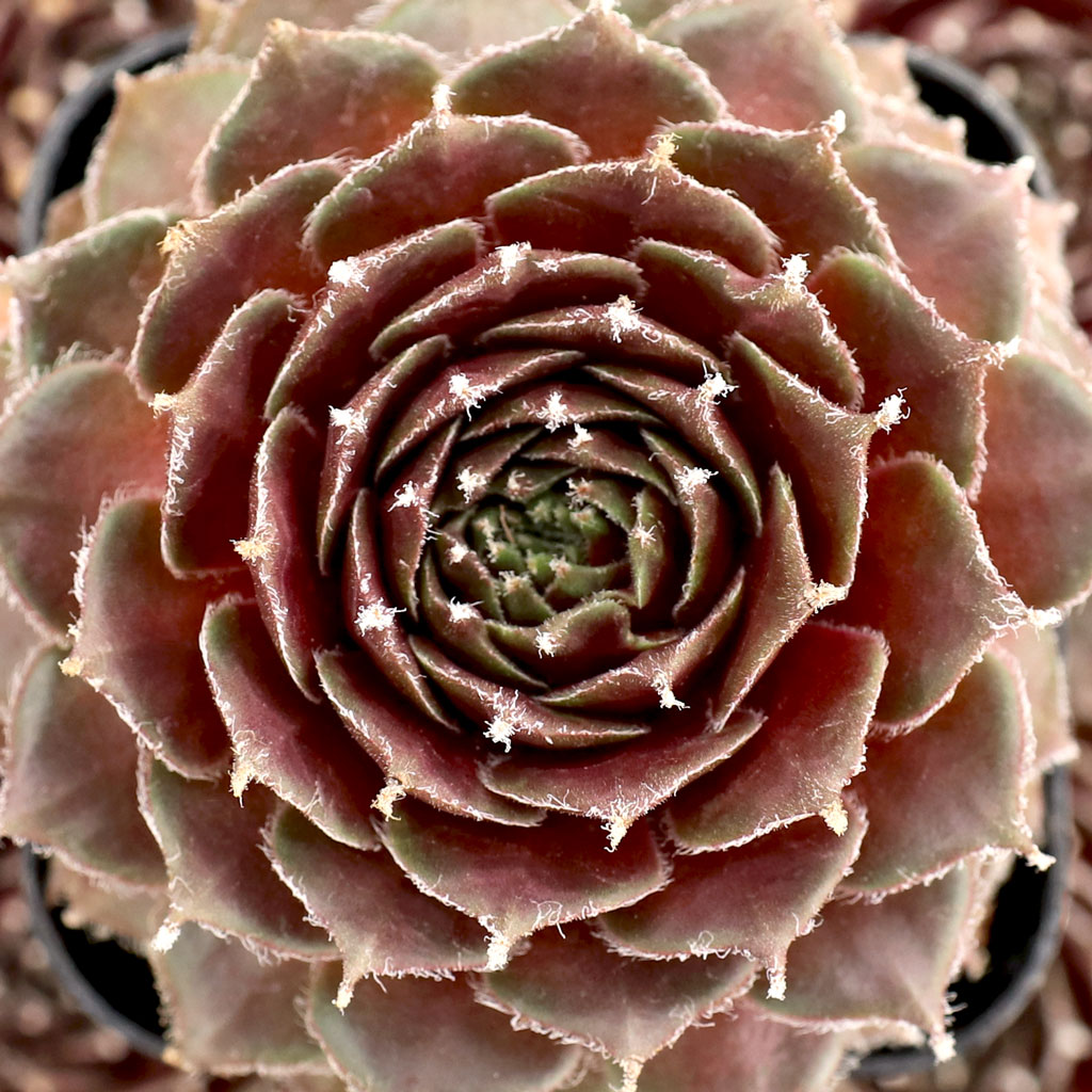 Sempervivum 'Rauhreif' Questions & Answers