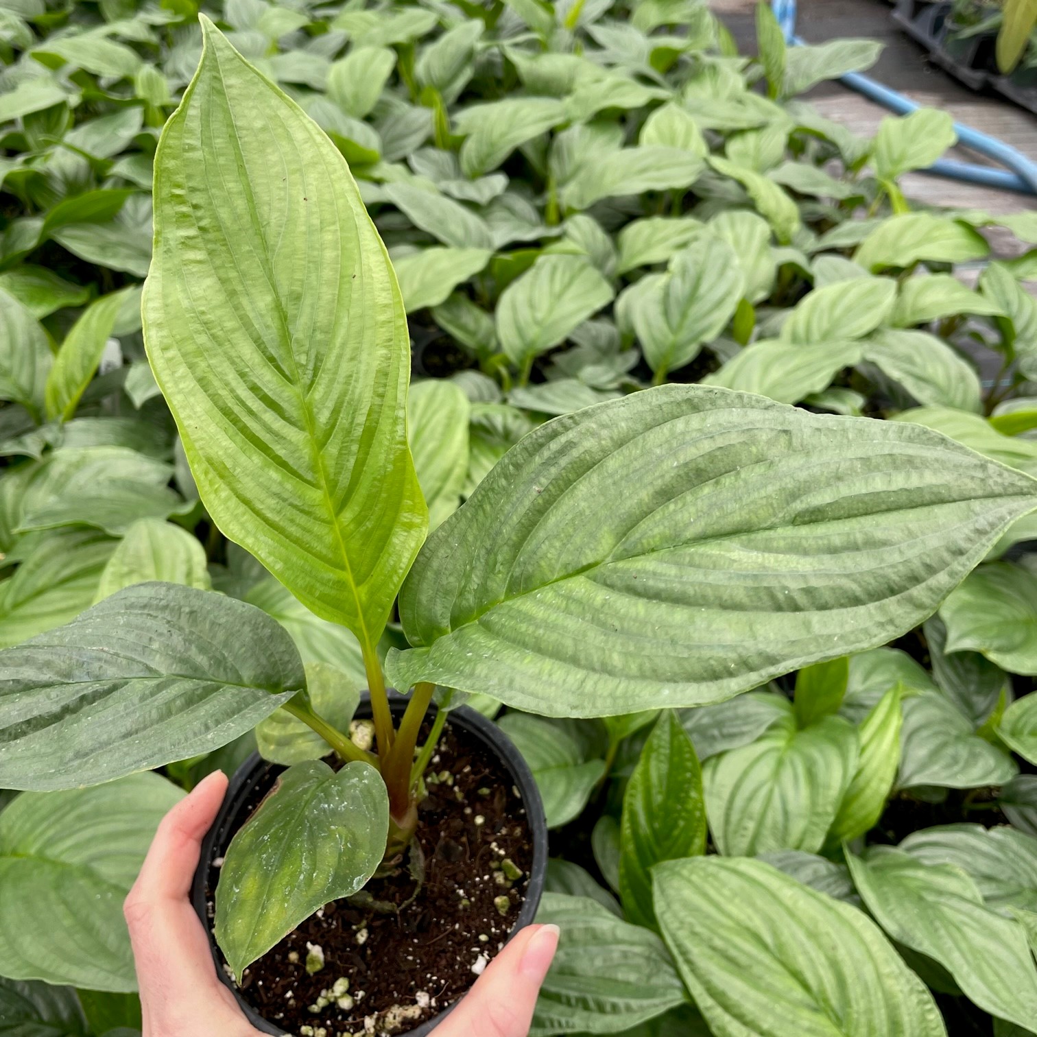 Tacca chantrieri 'Black' - Black Bat Flower by Little Prince® [houseplant] Questions & Answers