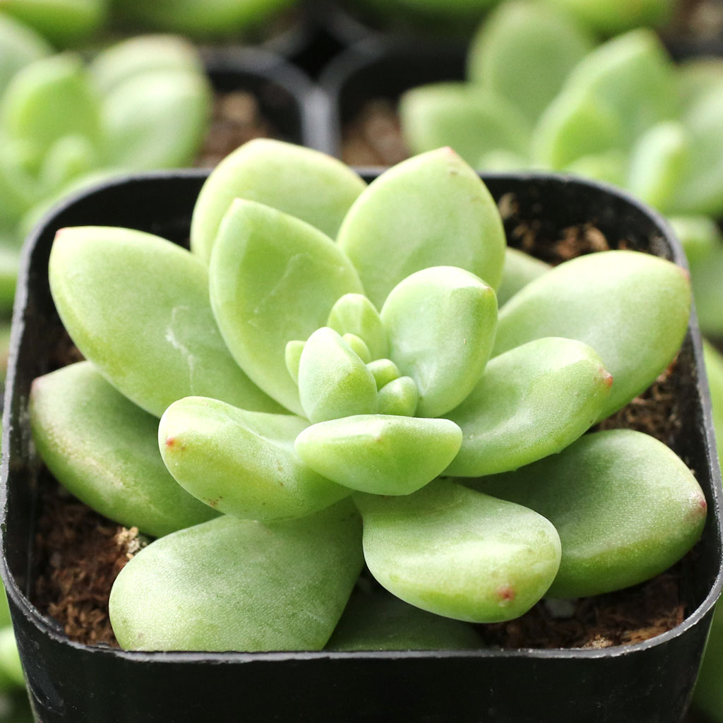 Cremnophila linguifolia Questions & Answers