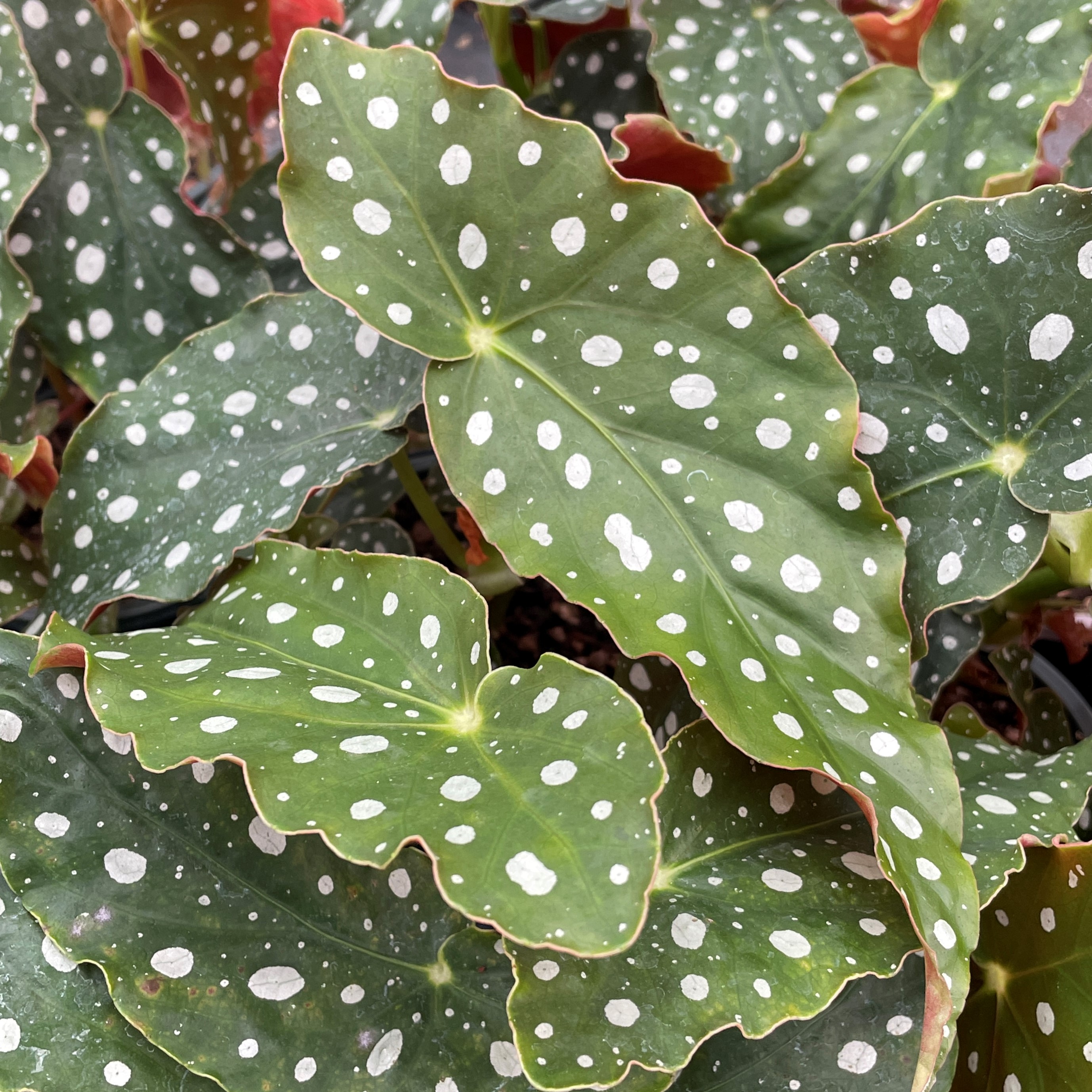 Can the Begonia 'Maculata' be propagated from a cutting?