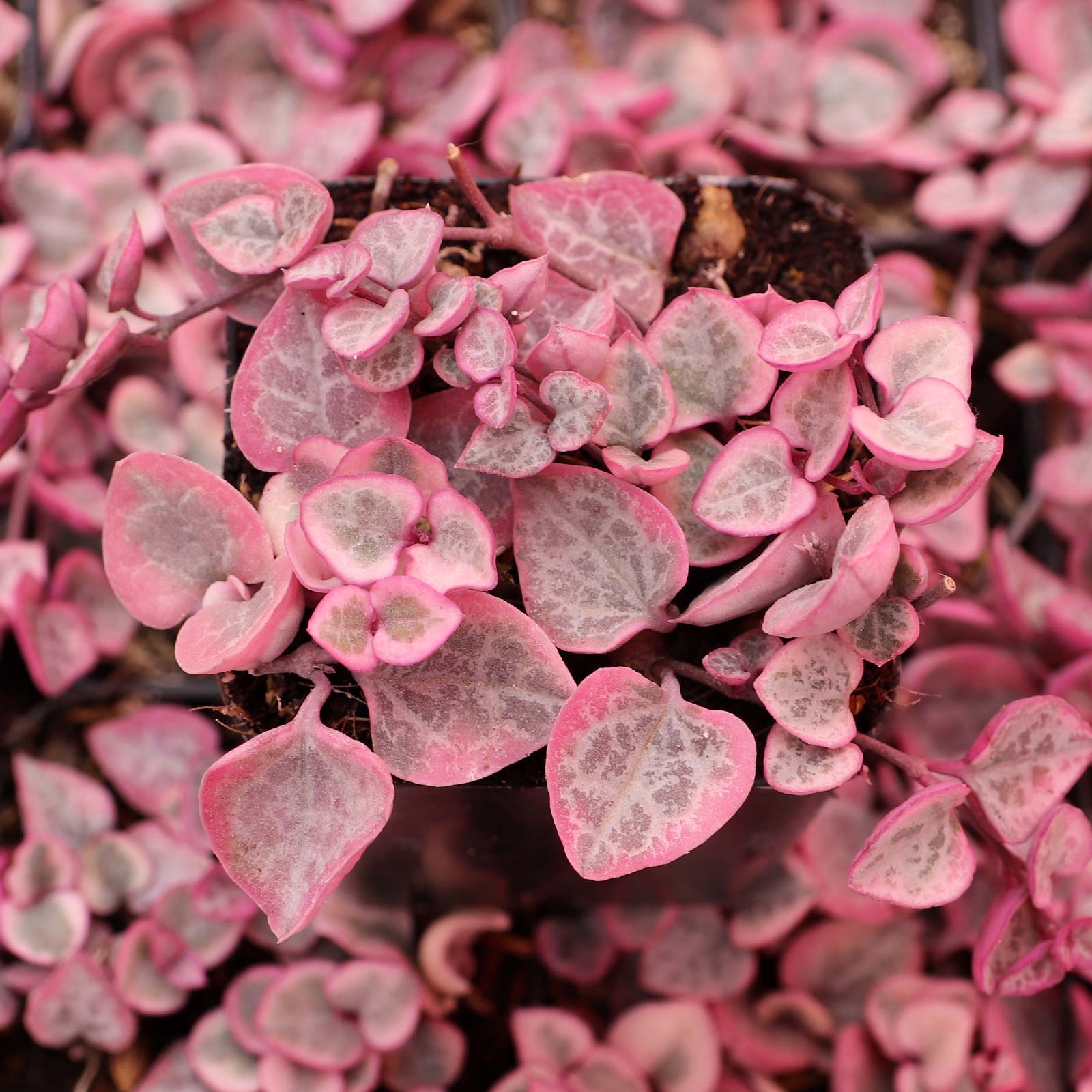 Ceropegia woodii f. variegata - Variegated String of Hearts [limited] Questions & Answers