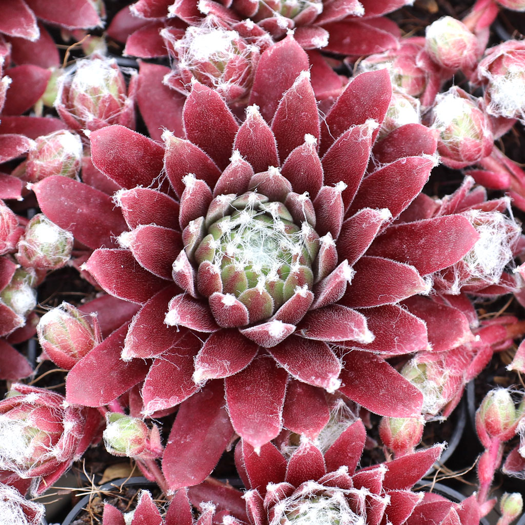 Sempervivum arachnoideum 'Abby' Questions & Answers