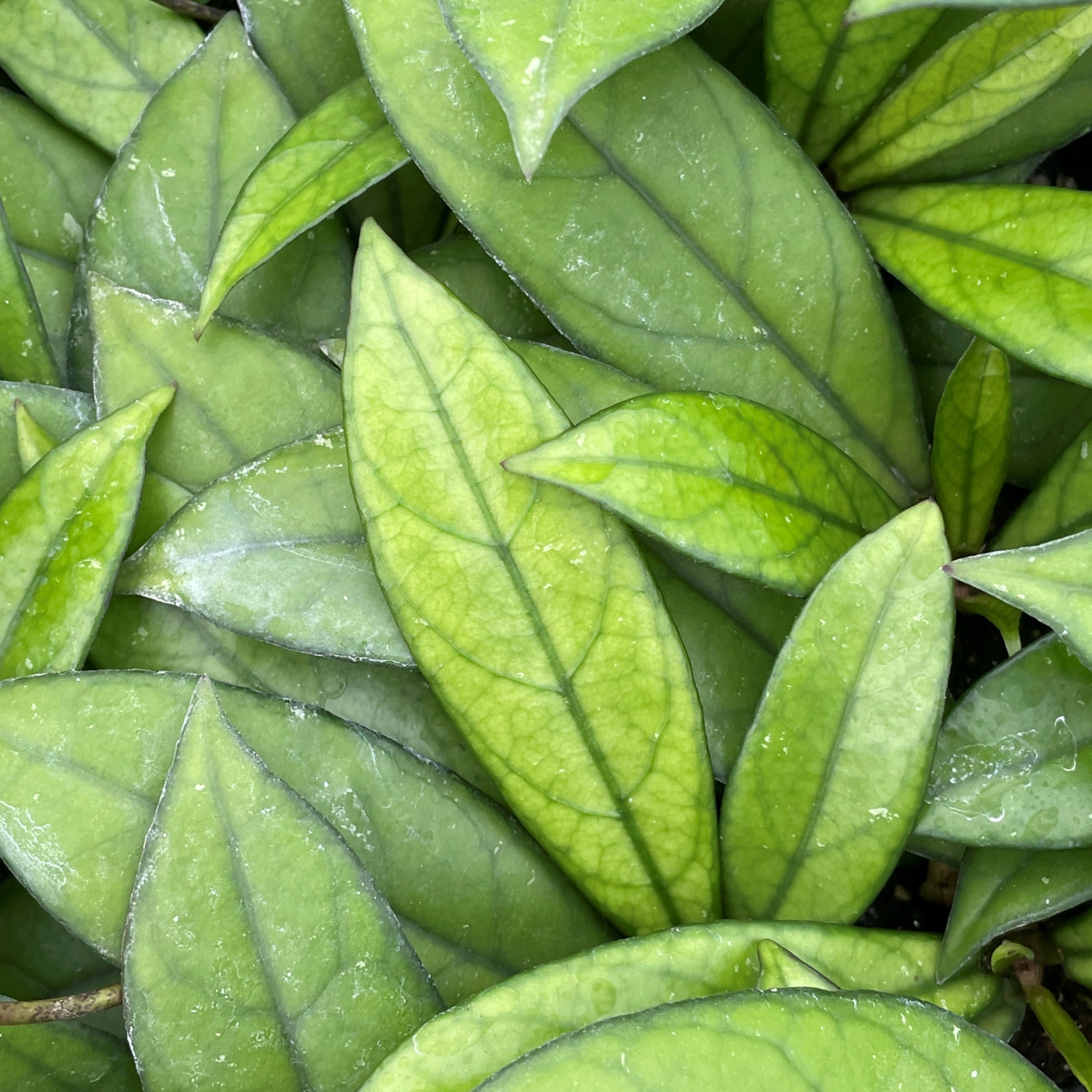 Hoya crassipetiolata by Little Prince® [houseplant] Questions & Answers