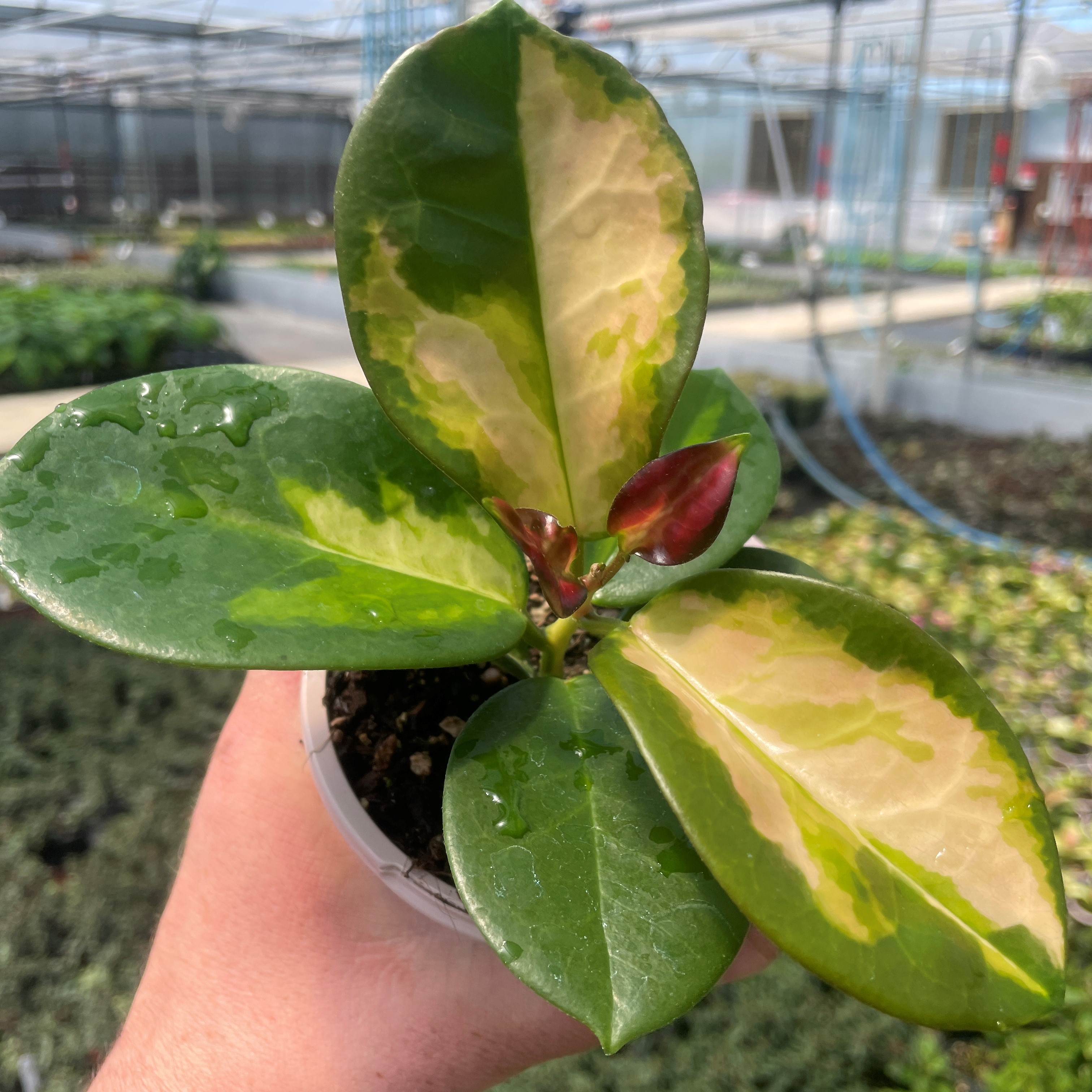 Is this Hoya carnosa 'Crimson Princess'?