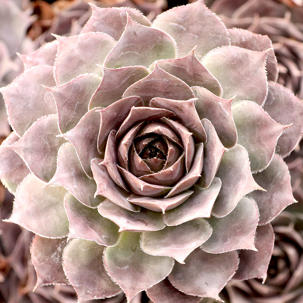 Sempervivum 'Princess Rose' Questions & Answers