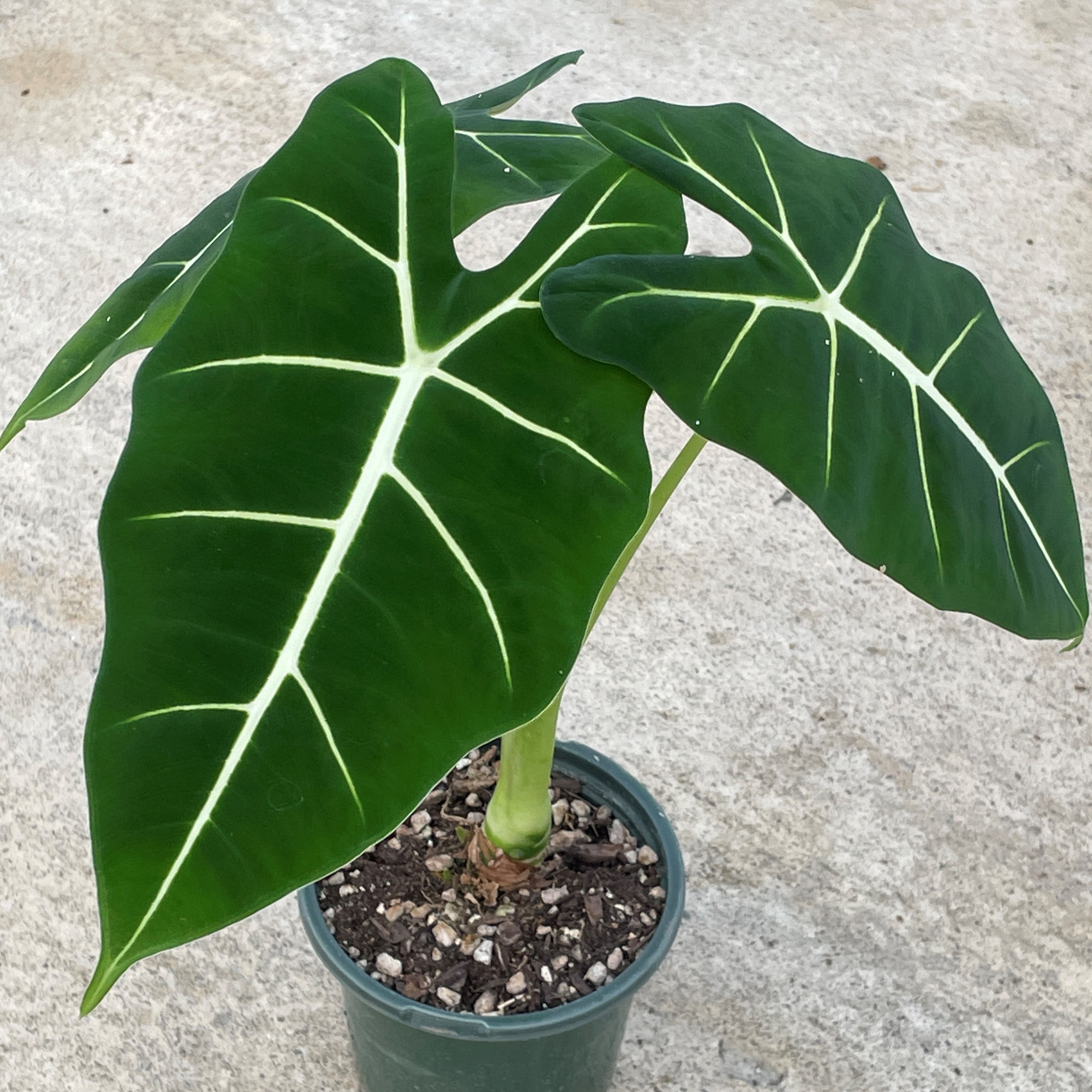 Alocasia 'Frydek' - Green Velvet Alocasia by Little Prince® [houseplant] Questions & Answers