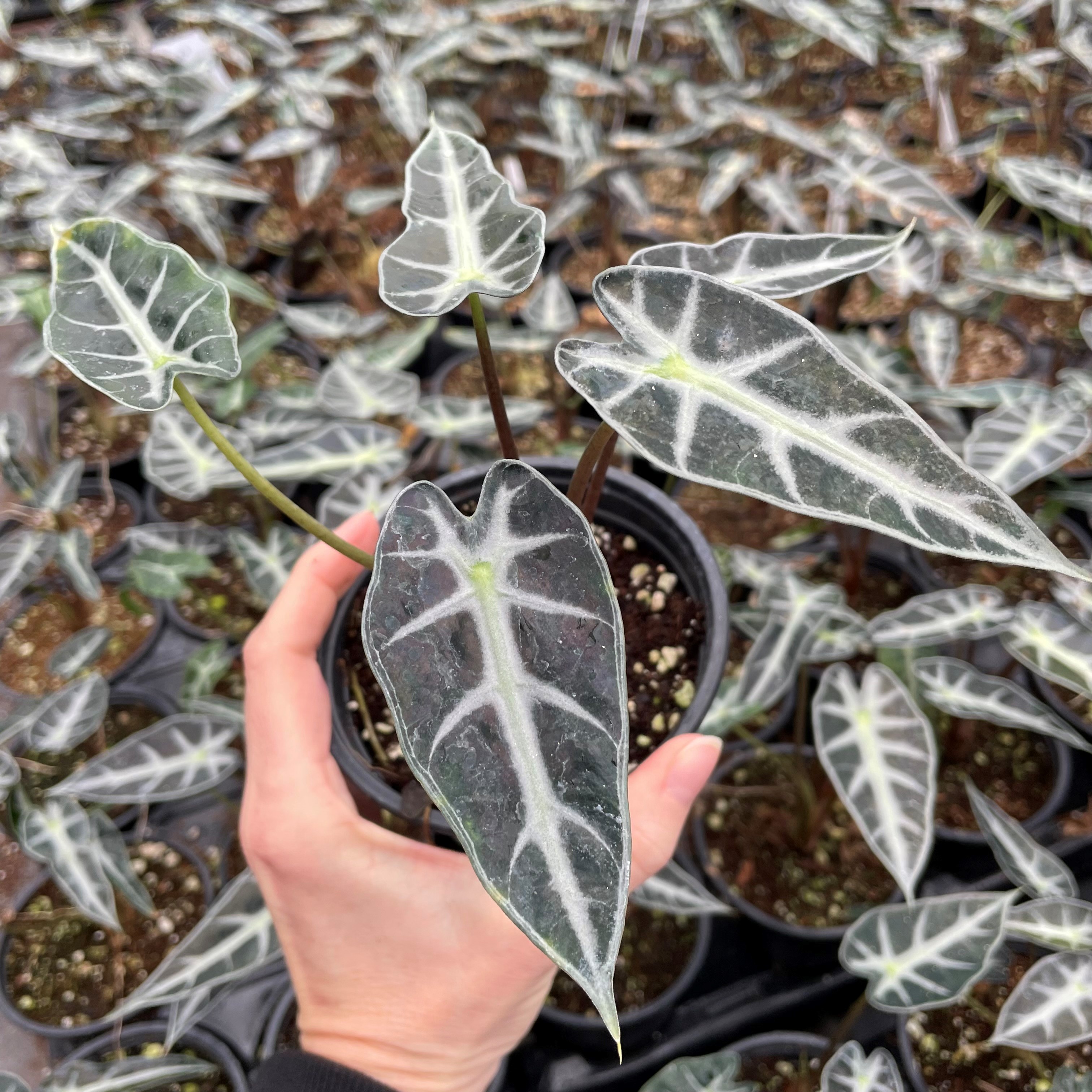 Alocasia 'Bambino' by Little Prince® [houseplant] Questions & Answers