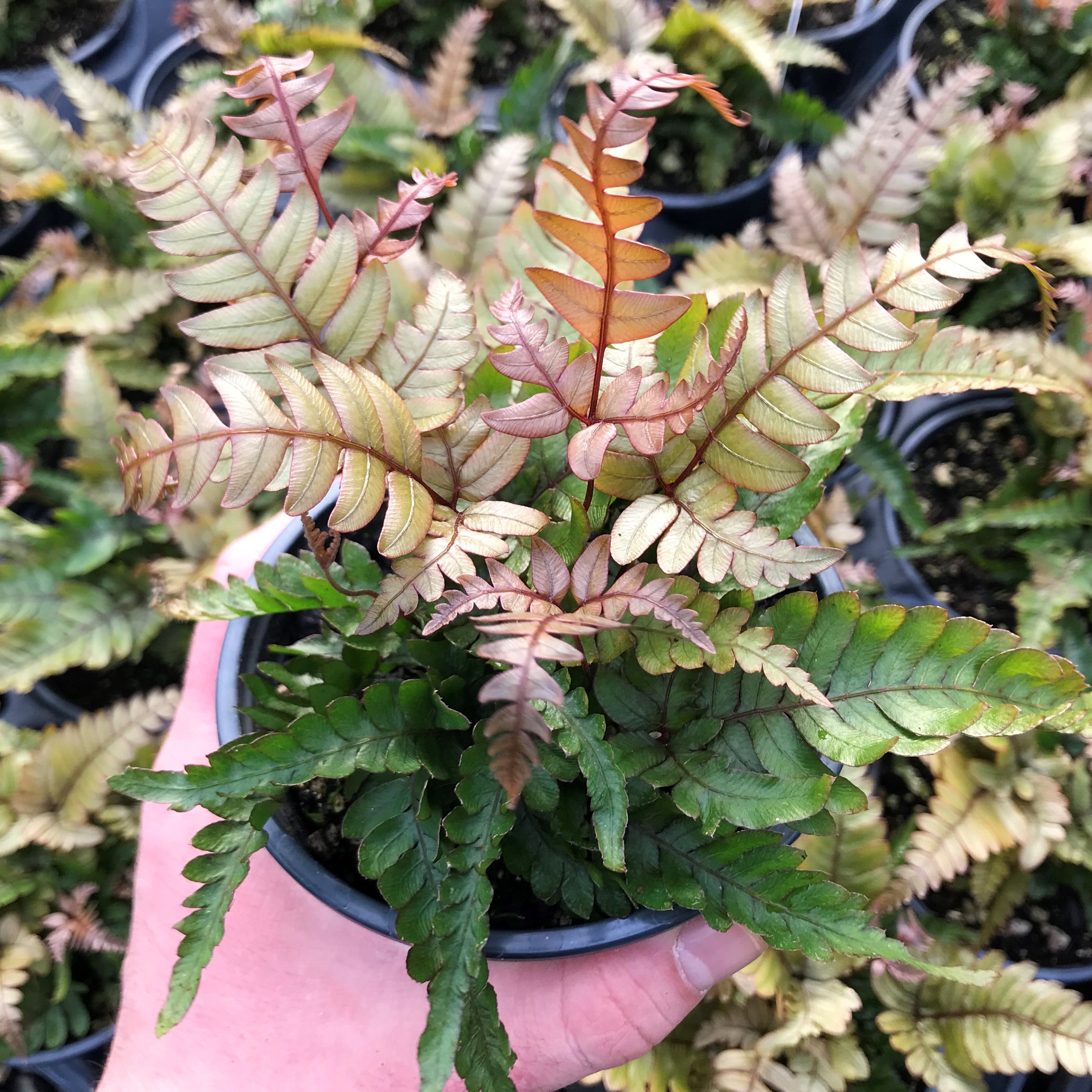 What is the best soil for this Fern?  I have gritty mix, succulent fix, and Wonder Soil on hand.