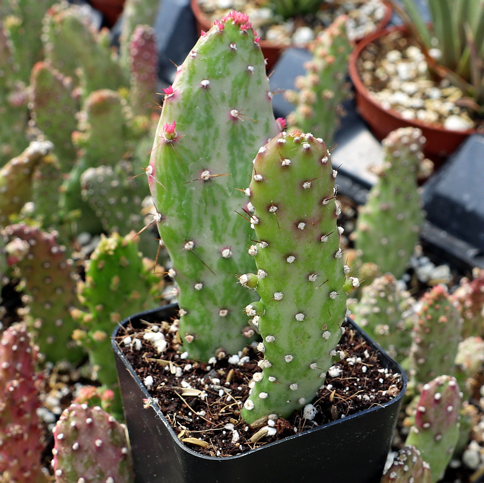Opuntia monacantha f. monstruosa - Joseph's Coat Questions & Answers