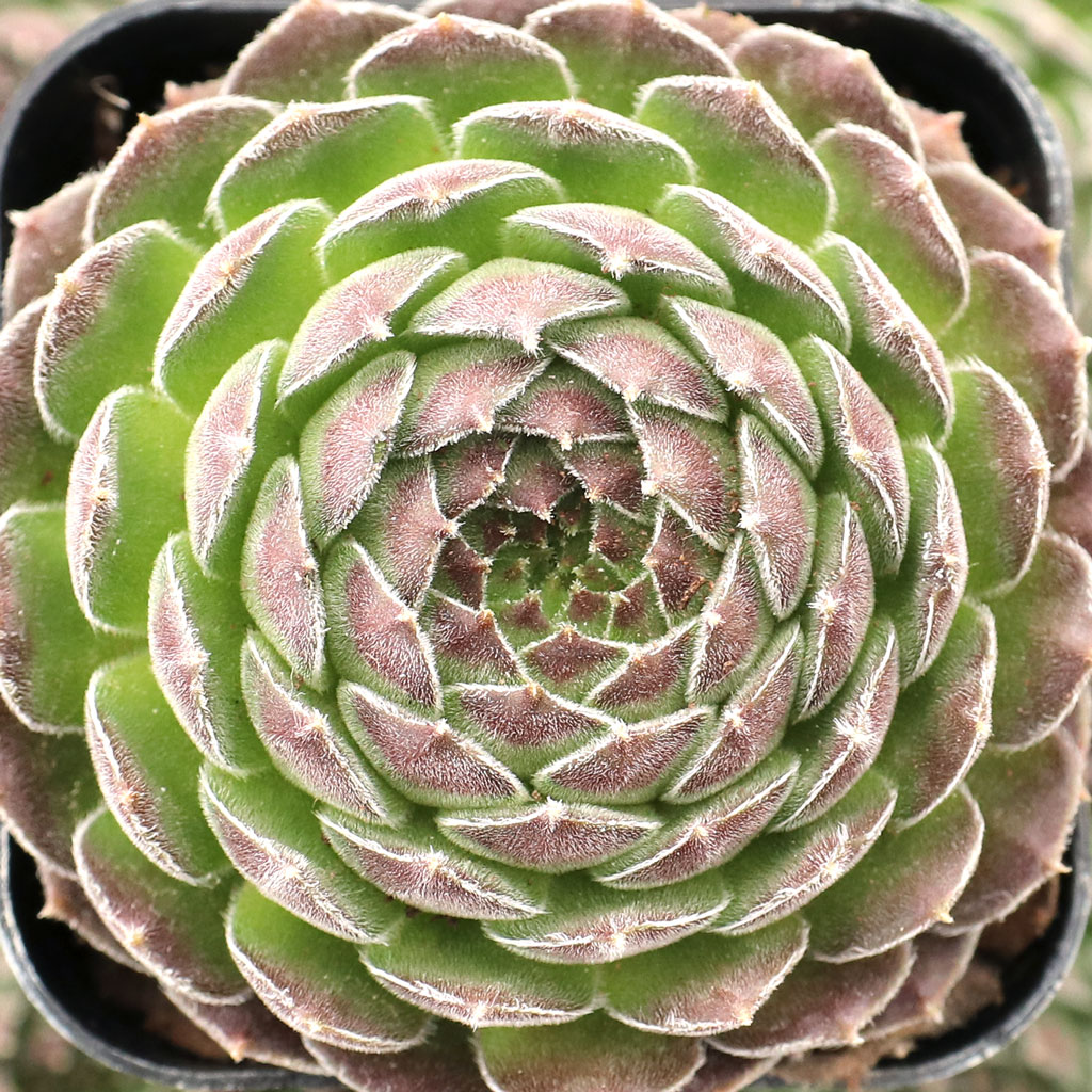 Sempervivum 'Green Gables' Questions & Answers