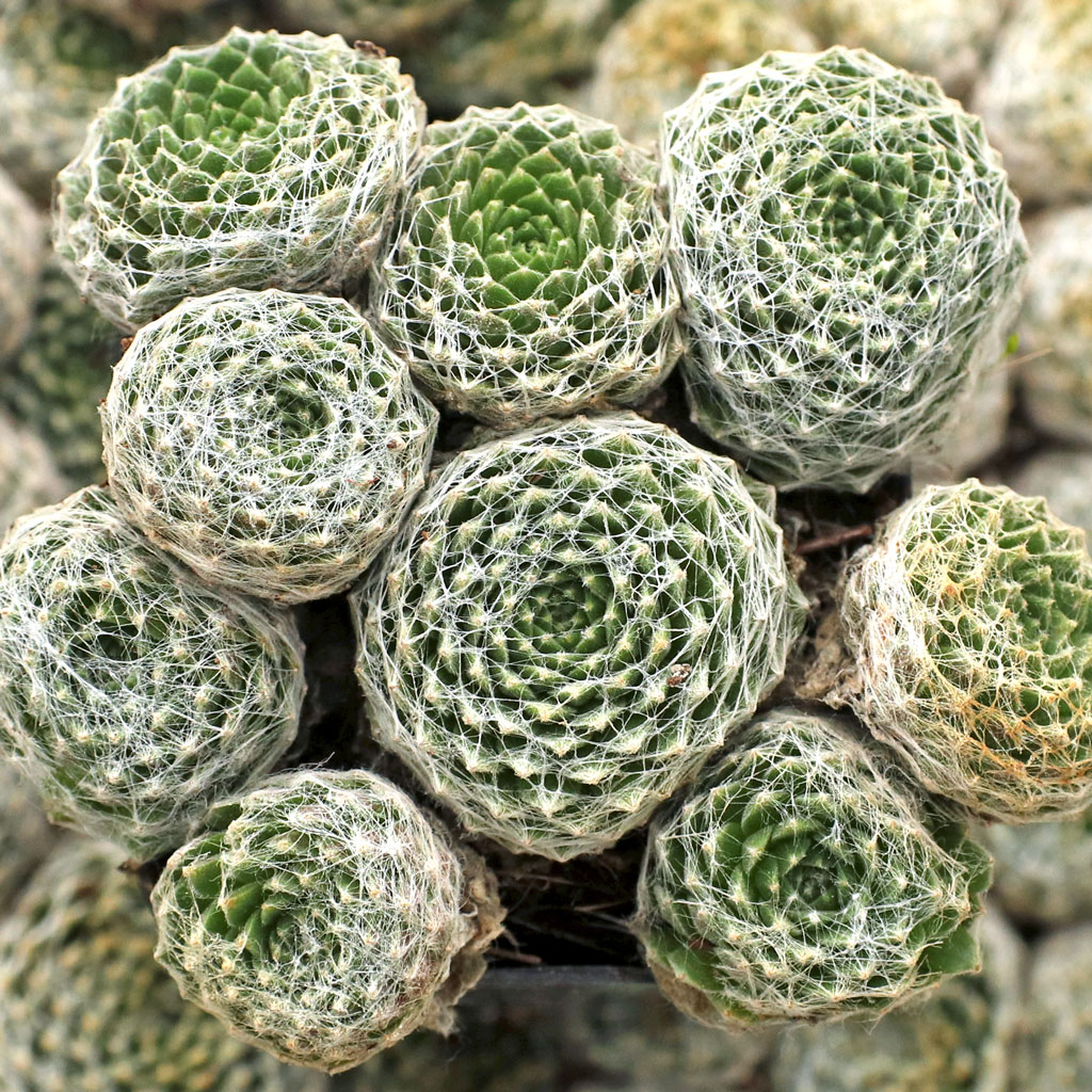 Sempervivum arachnoideum 'Cobweb Joy' Questions & Answers