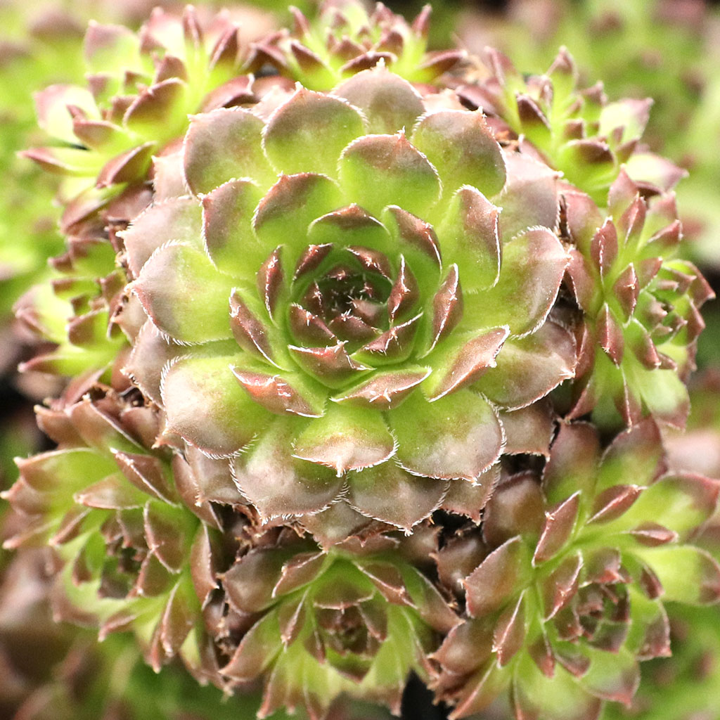 Sempervivum 'Pachamama' Questions & Answers