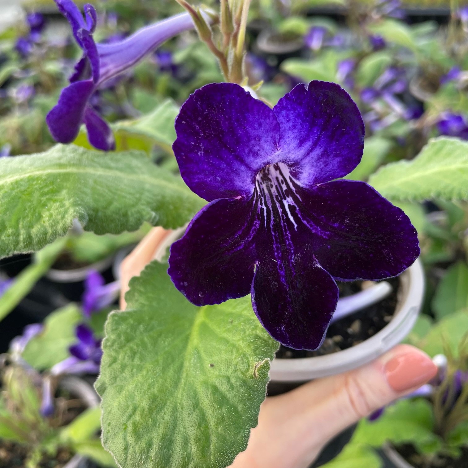 how big is this plant  ? the streptocarpus sku dizz5642