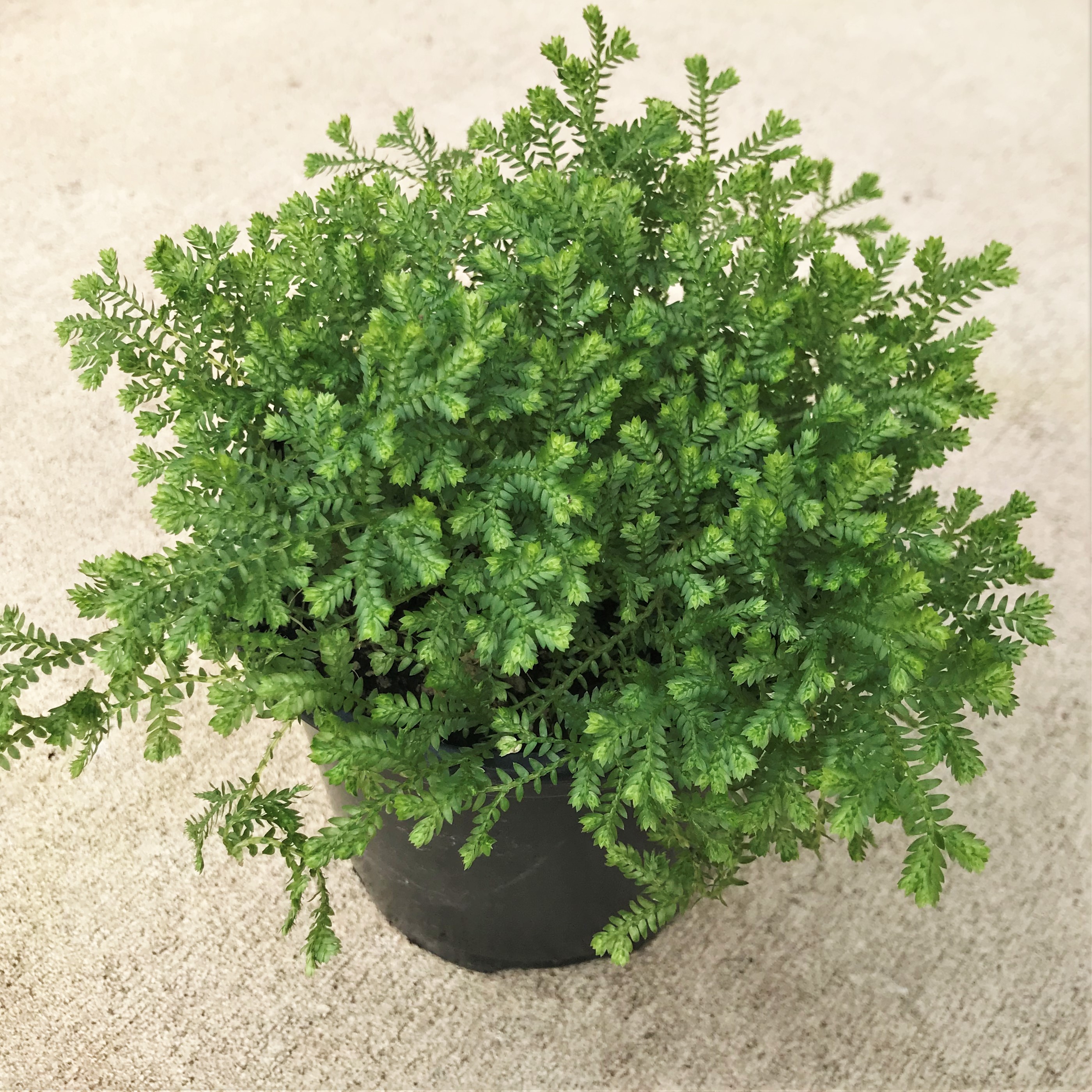 Selaginella kraussiana - Green Spikemoss by Little Prince® [houseplant] Questions & Answers