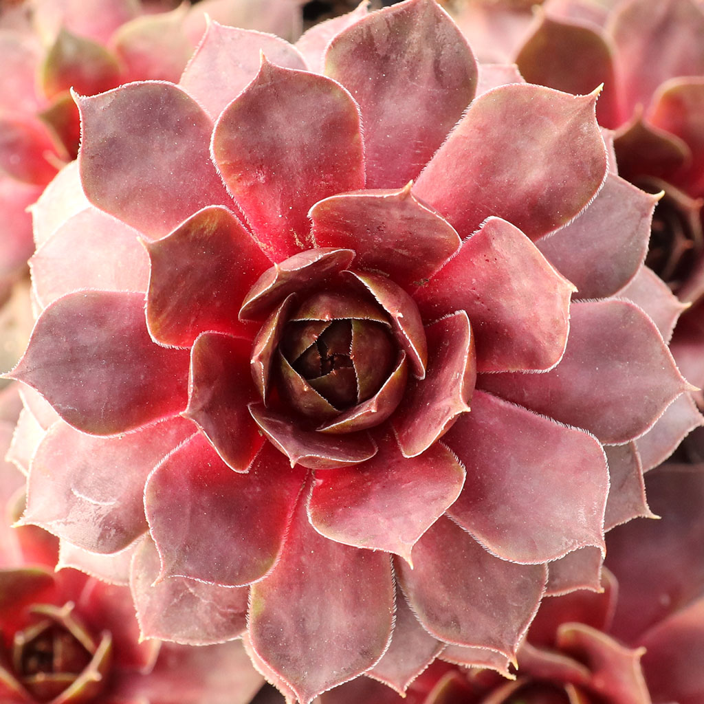 Sempervivum 'Tesoro' Questions & Answers