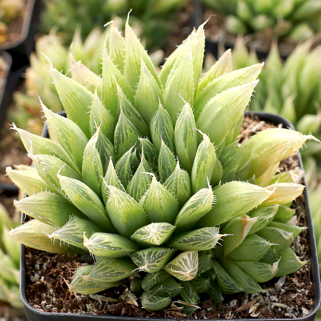 Haworthia cooperi [large] Questions & Answers