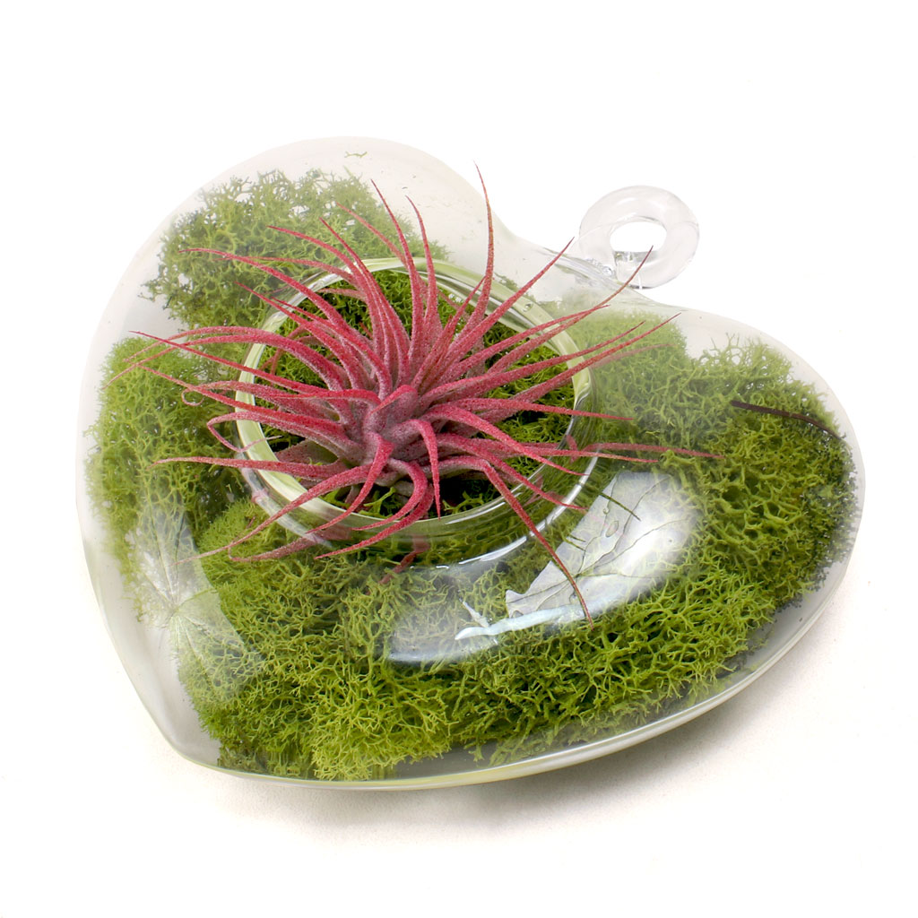 Clear Glass Heart Hanger w/ Air Plant Questions & Answers