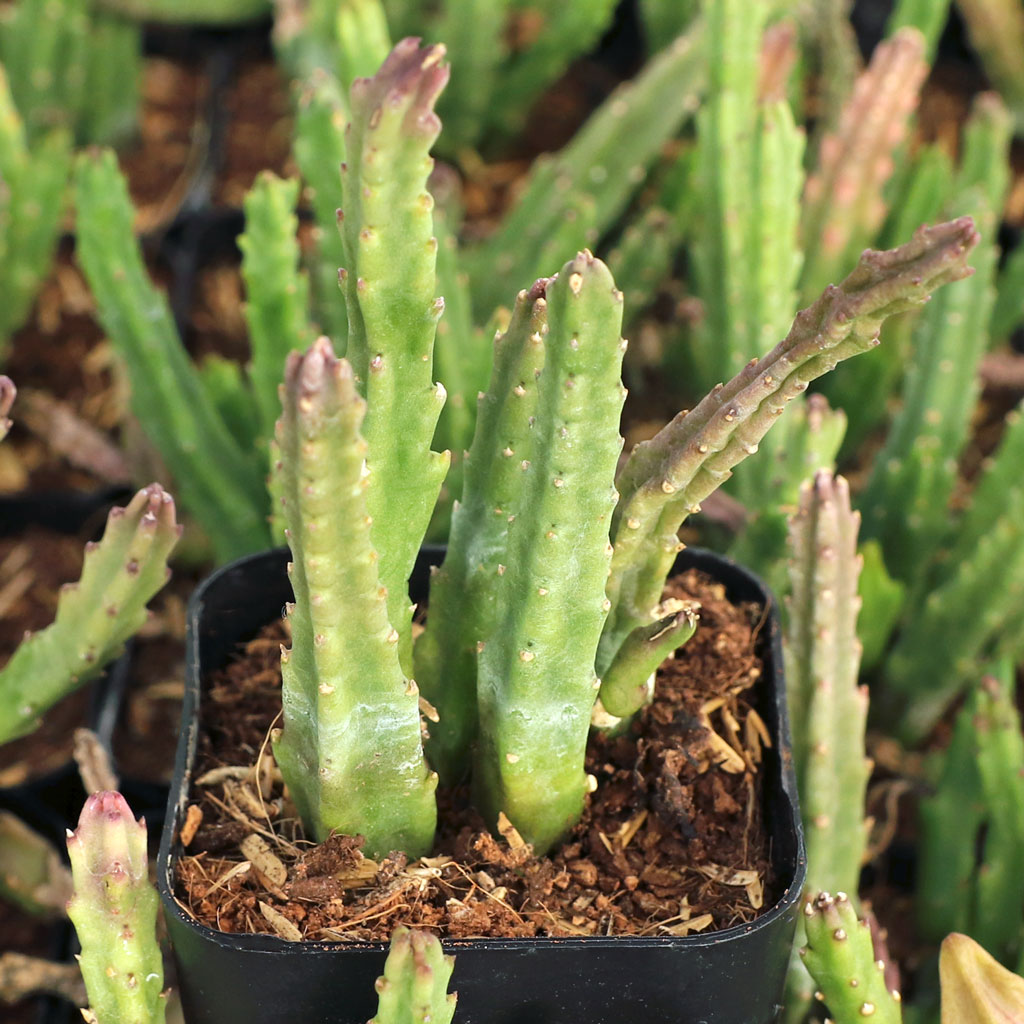 Stapelia divaricata Questions & Answers