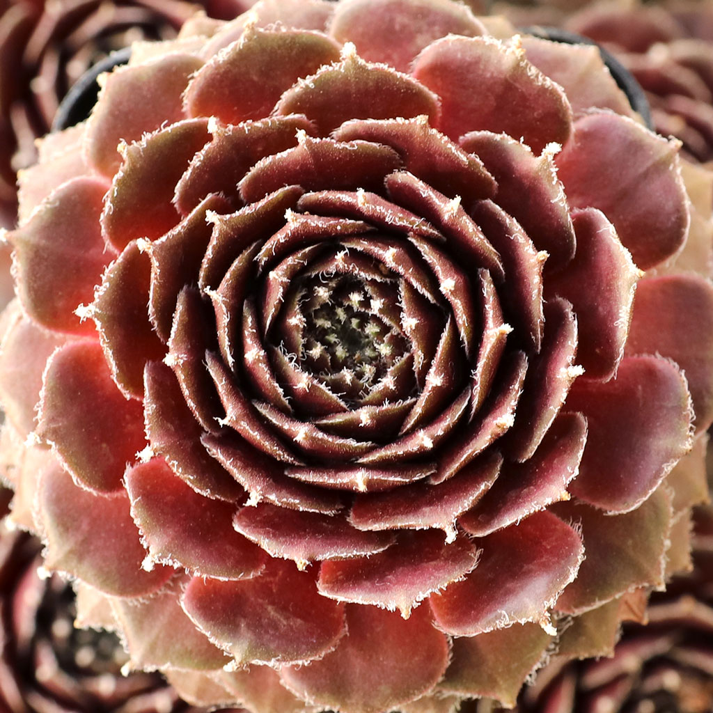 Sempervivum 'Pompeon' Questions & Answers