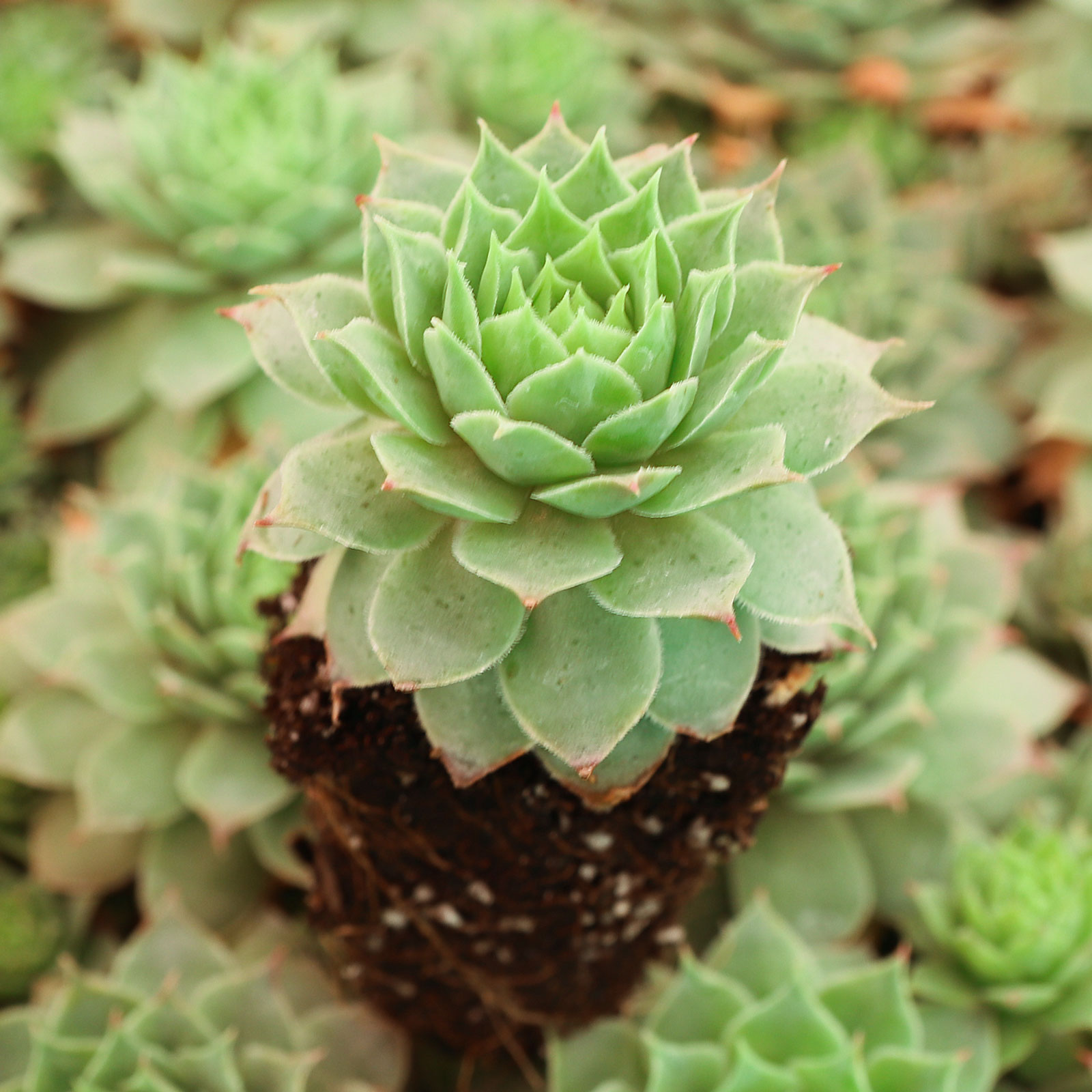 Can sempervivum Gold Nugget overwinter indoors on a windowsill then planted outside in the spring?