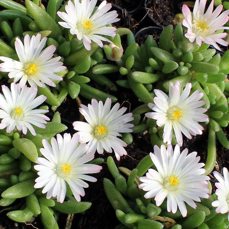 Delosperma 'Oberg' [large] Questions & Answers