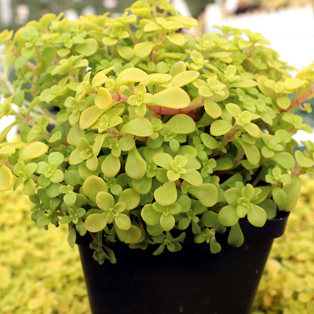 Sedum makinoi 'Ogon' - Japanese Golden Sedum [large] Questions & Answers