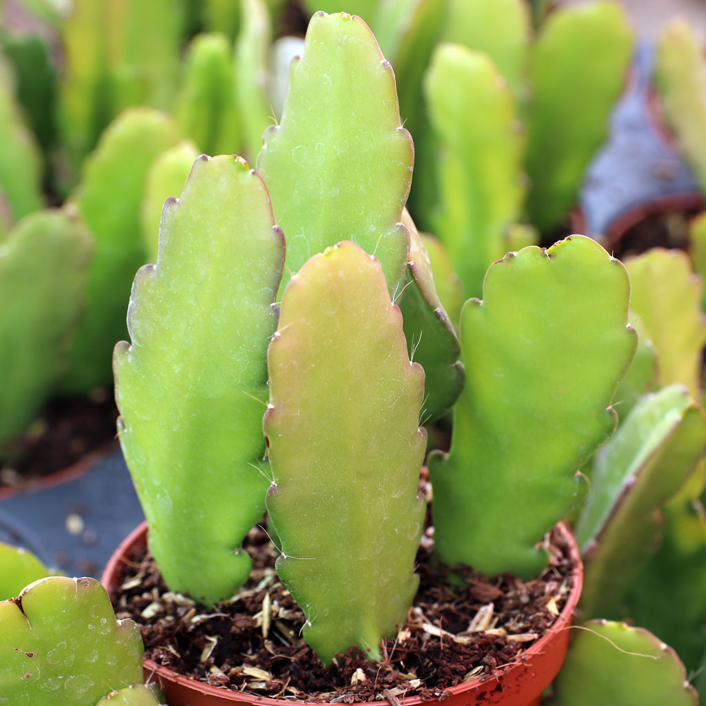 I would like to buy Epiphyllum but I don’t see what colors you have.