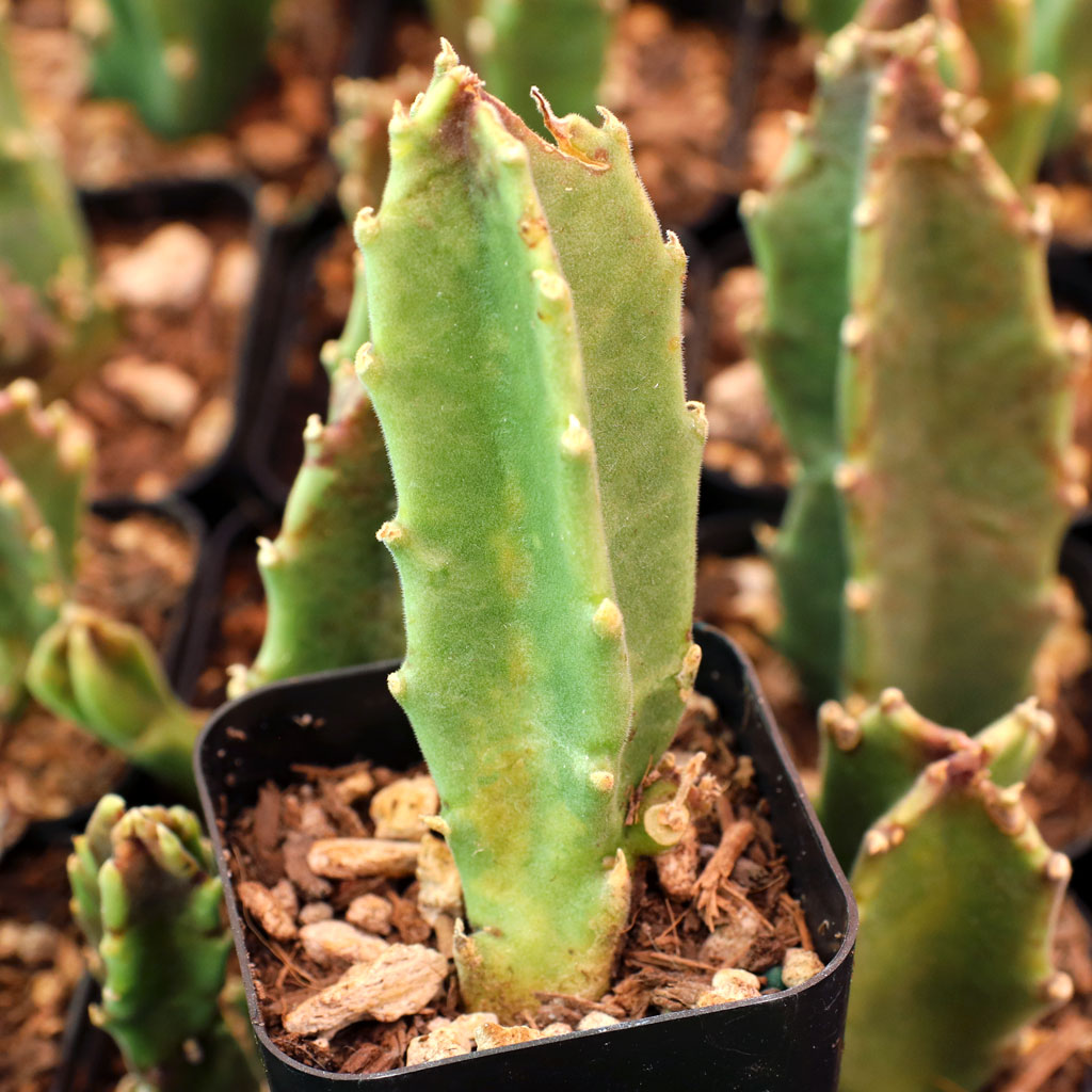 how wide will Stapelia gigantea get? how big of a pot will I need for a mature plant?