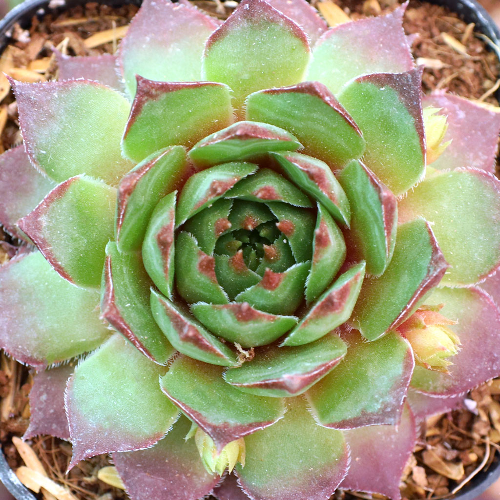 Sempervivum 'Joybelle' Questions & Answers
