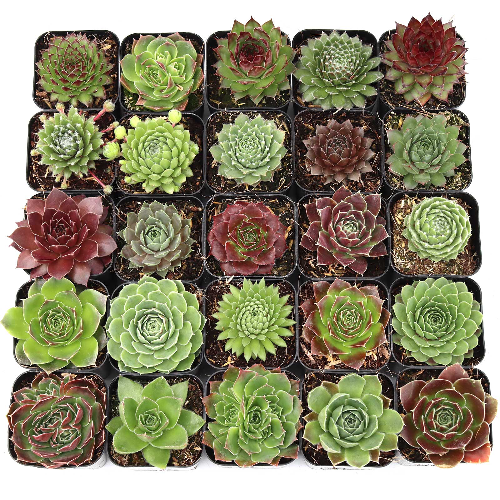 Hardy Rosette Bulk 25 Tray - 25 Types w/ ID - 2in Pots Questions & Answers