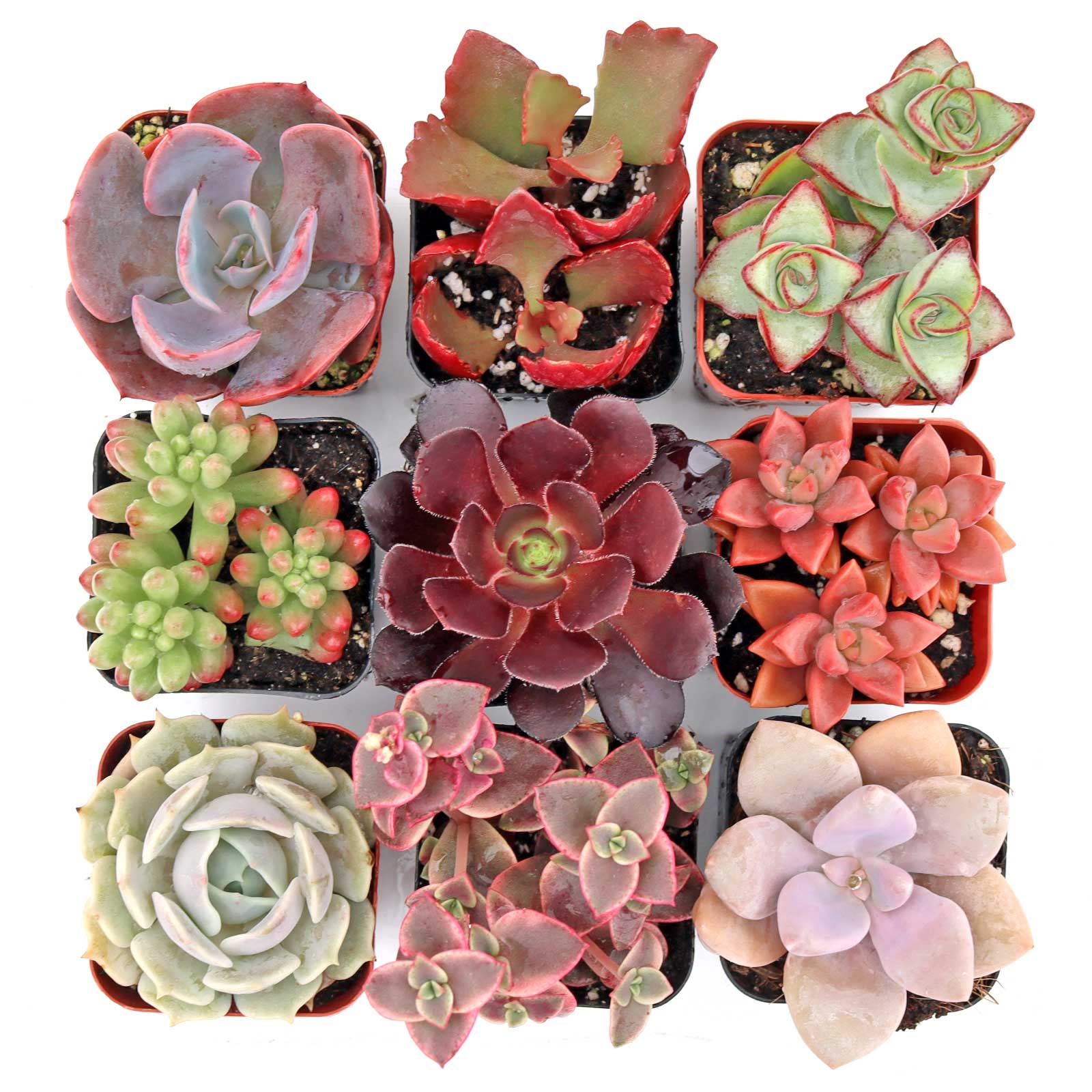 In the sweetheart with nine what is the middle plant on the bottom row?