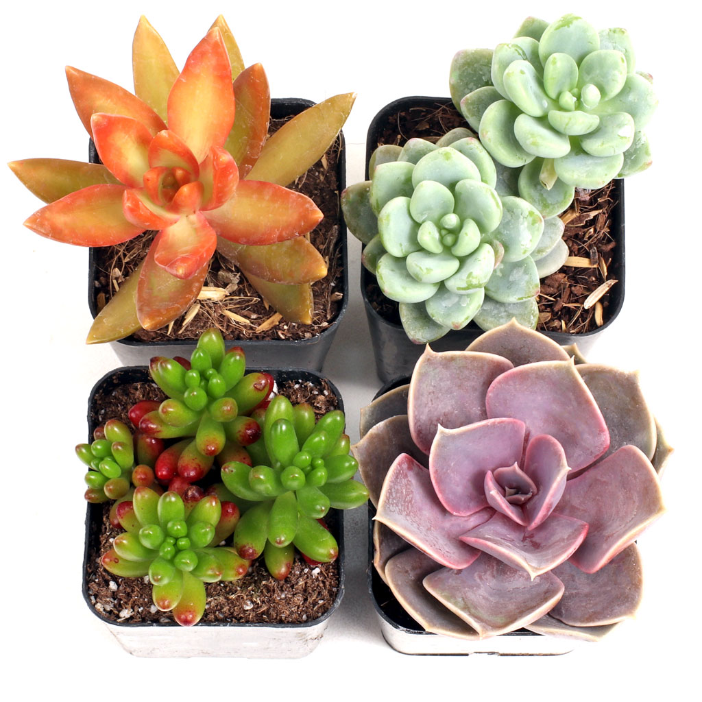 Pet Safe Succulent Set of 4 Types - 2in Pots w/ ID Questions & Answers