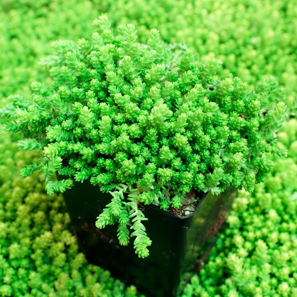 Sedum acre 'Aureum' [large] Questions & Answers