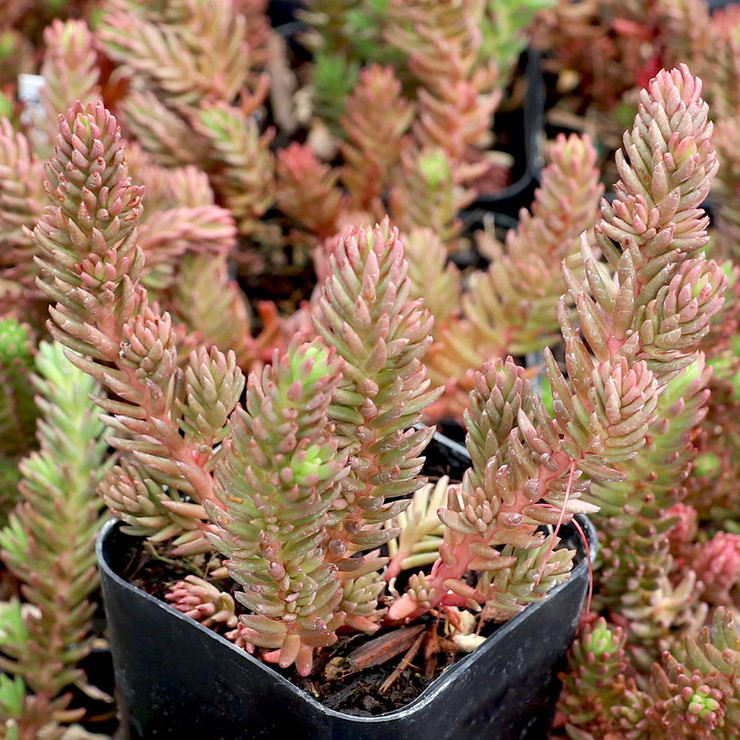 When will you be getting the red wiggle sedum back in?