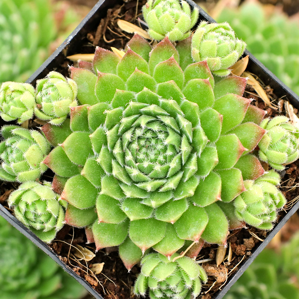 Sempervivum 'Dolle Dina's' Questions & Answers