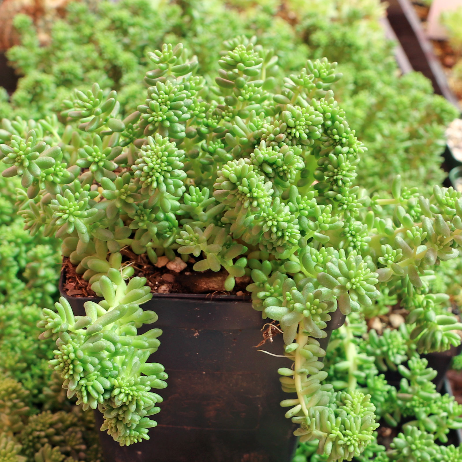 Sedum borschii (sport) [large] Questions & Answers