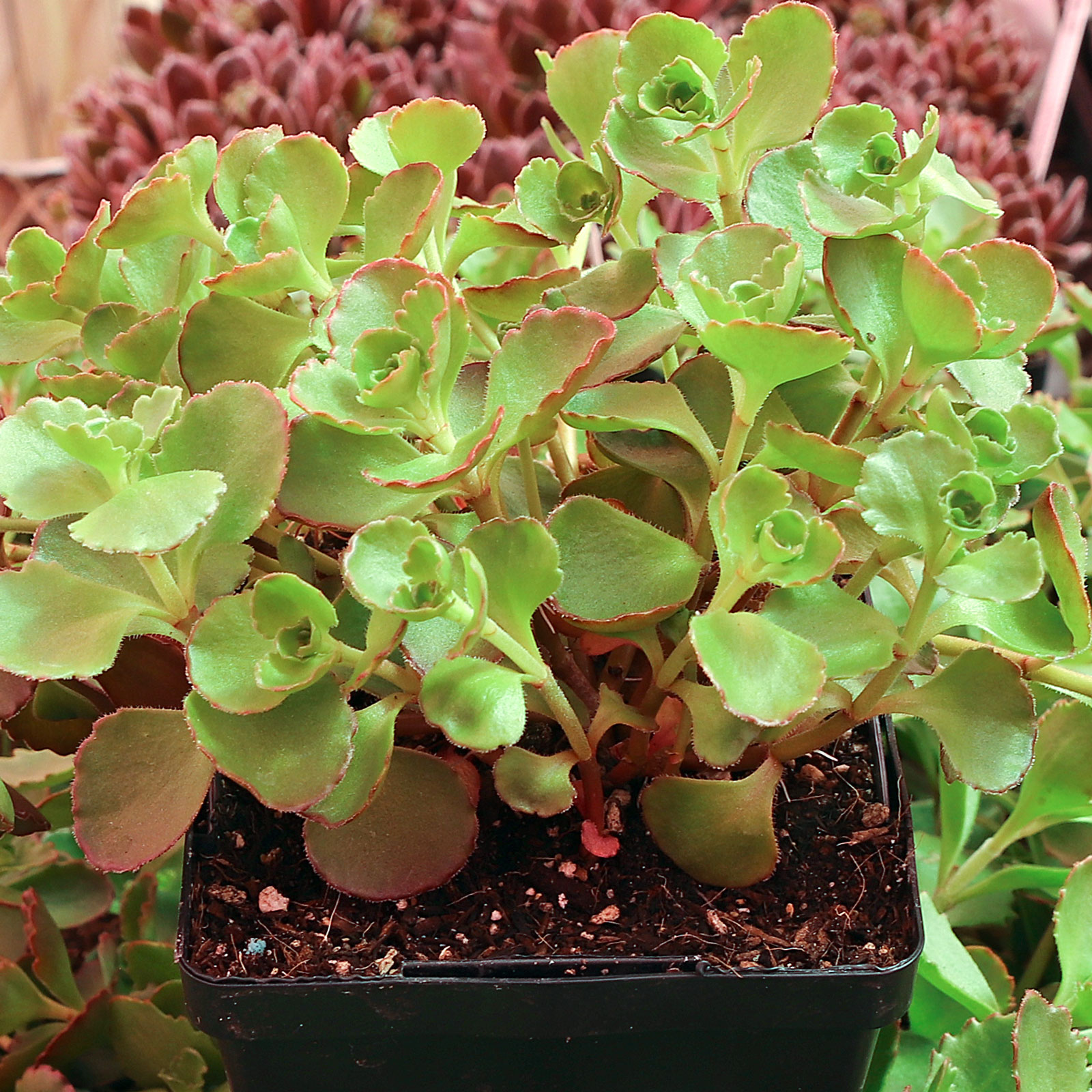 Sedum spurium 'Dragon's Blood' [large] Questions & Answers