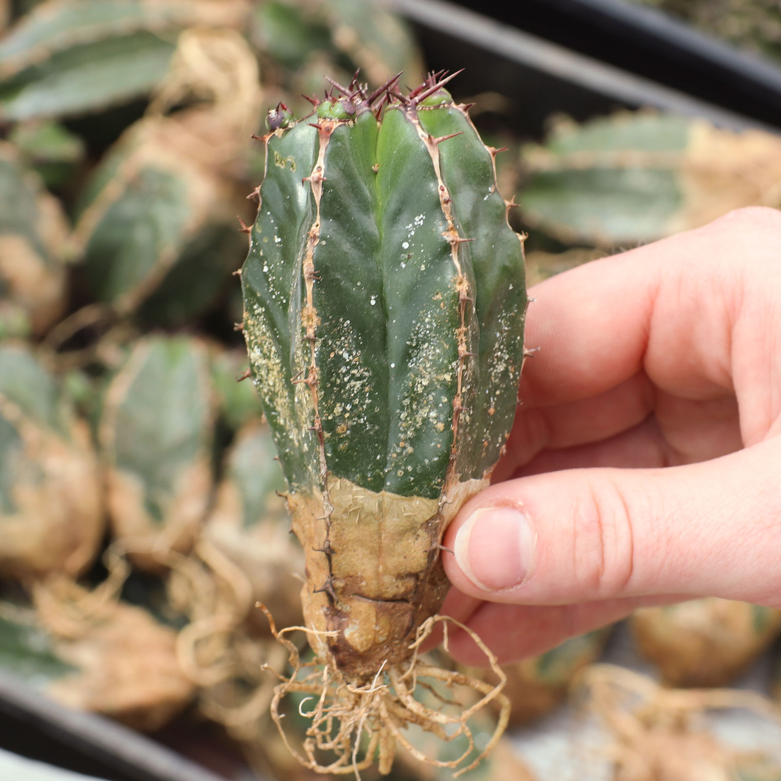 Euphorbia handiensis [bare root] Questions & Answers