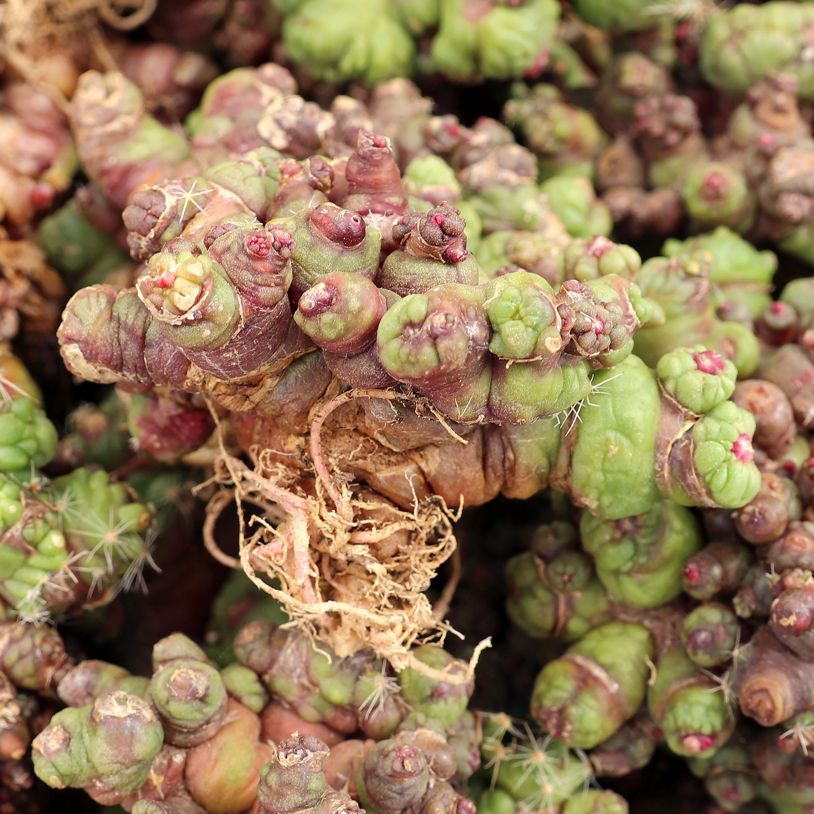 Mammillaria bocasana f. monstruosa 'Fred' [bare root] Questions & Answers
