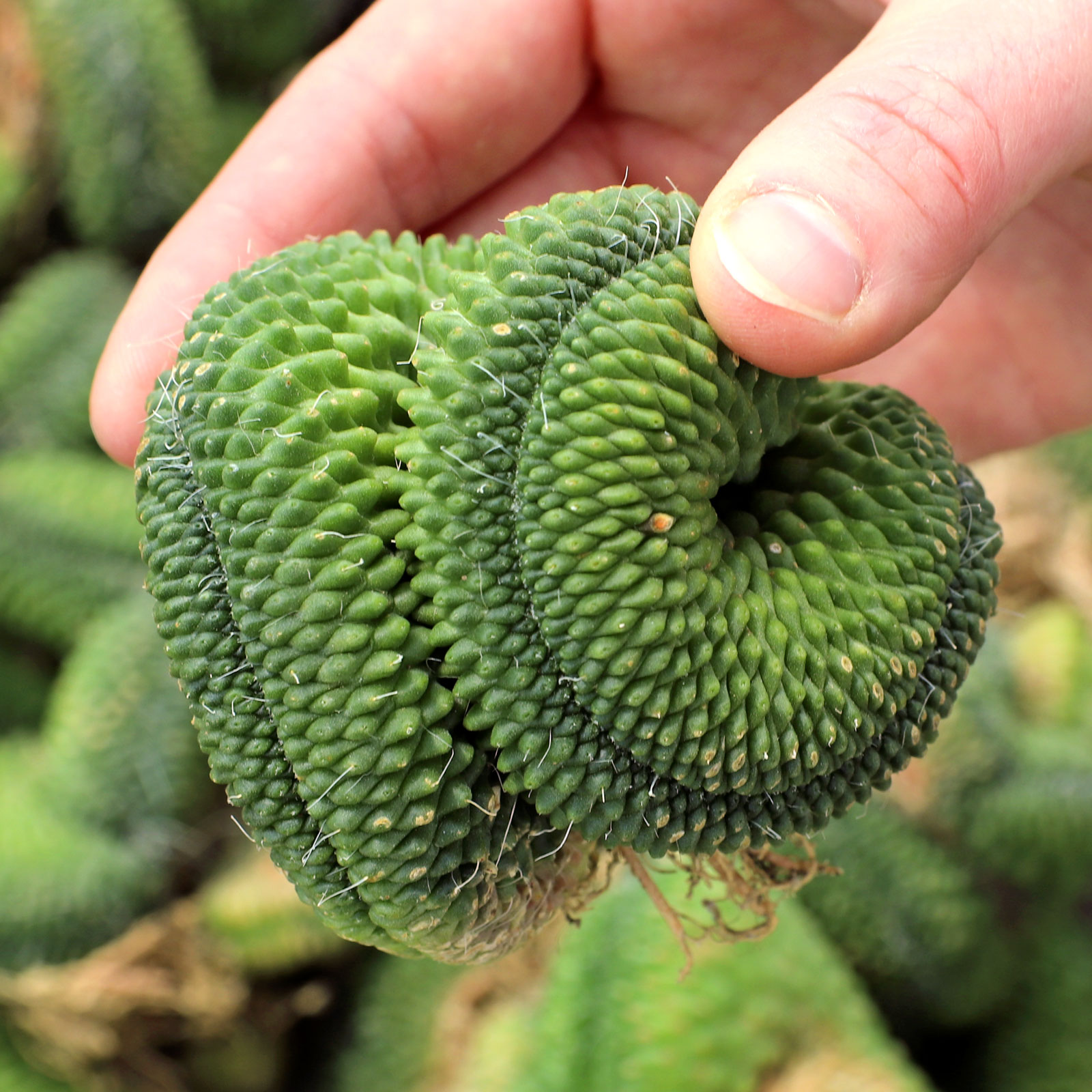 Mammillaria 'Un Pico' f. cristata [bare root] Questions & Answers