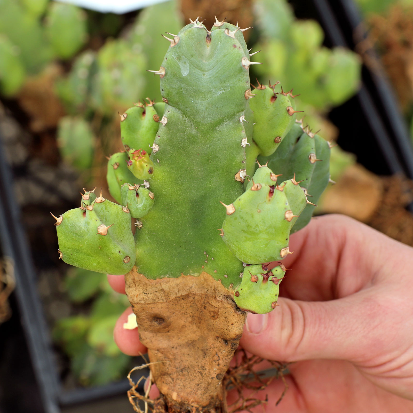 Euphorbia resinifera [bare root] Questions & Answers