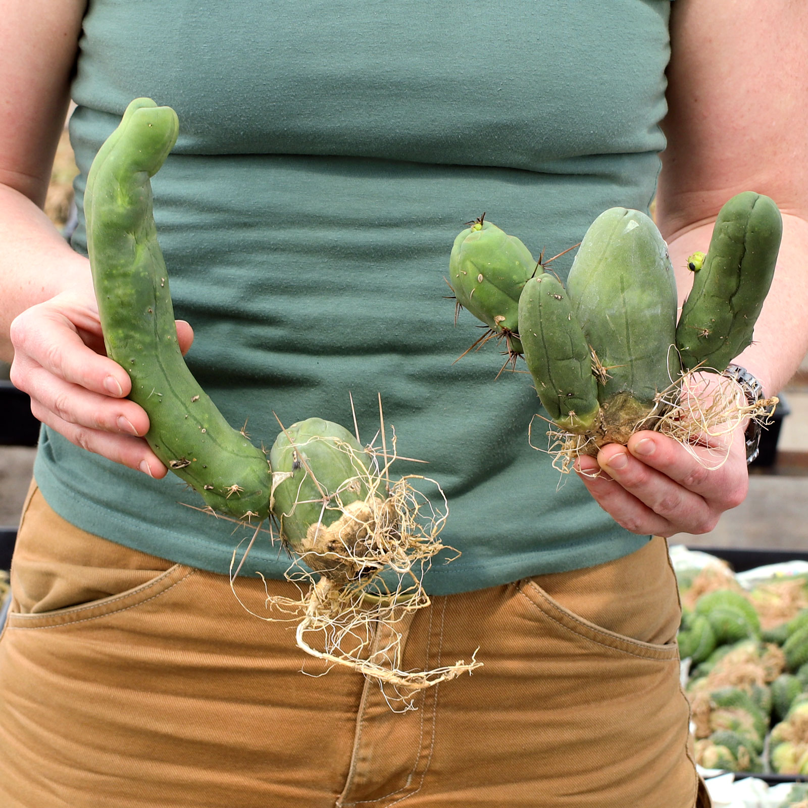 Trichocereus bridgesii - Penis Cactus [bare root] [limited] Questions & Answers