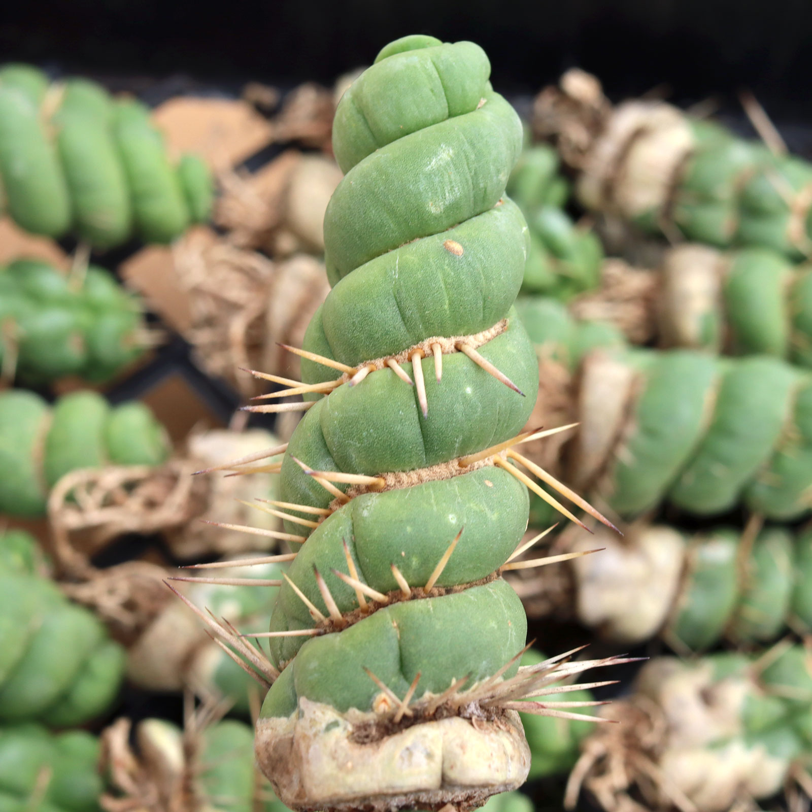 What are the "hairs" I  between the leaves of the spiral? Are they roots??