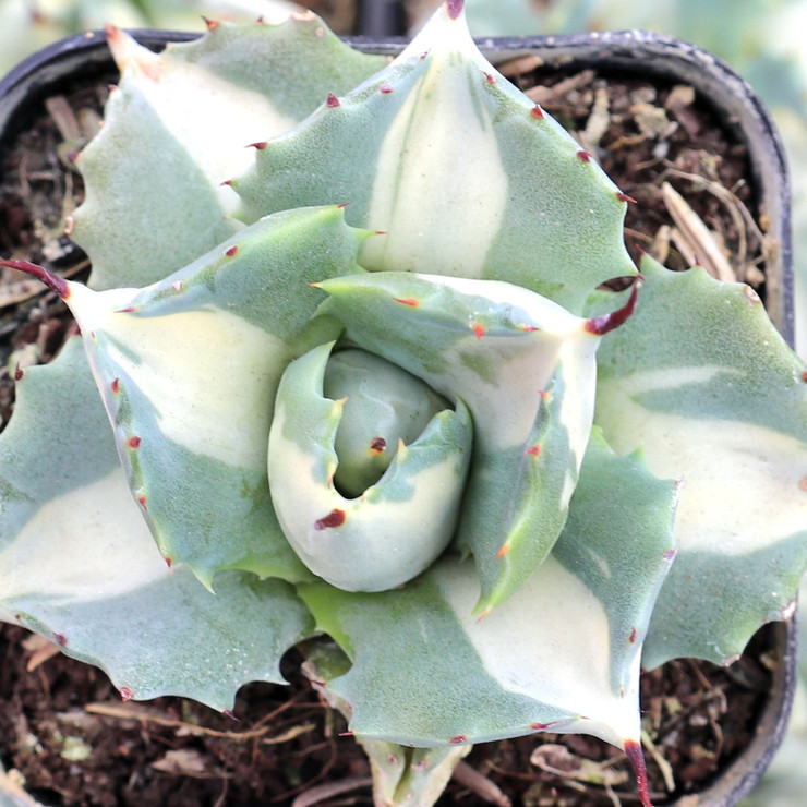 Agave isthmensis f. mediopicta alba Questions & Answers