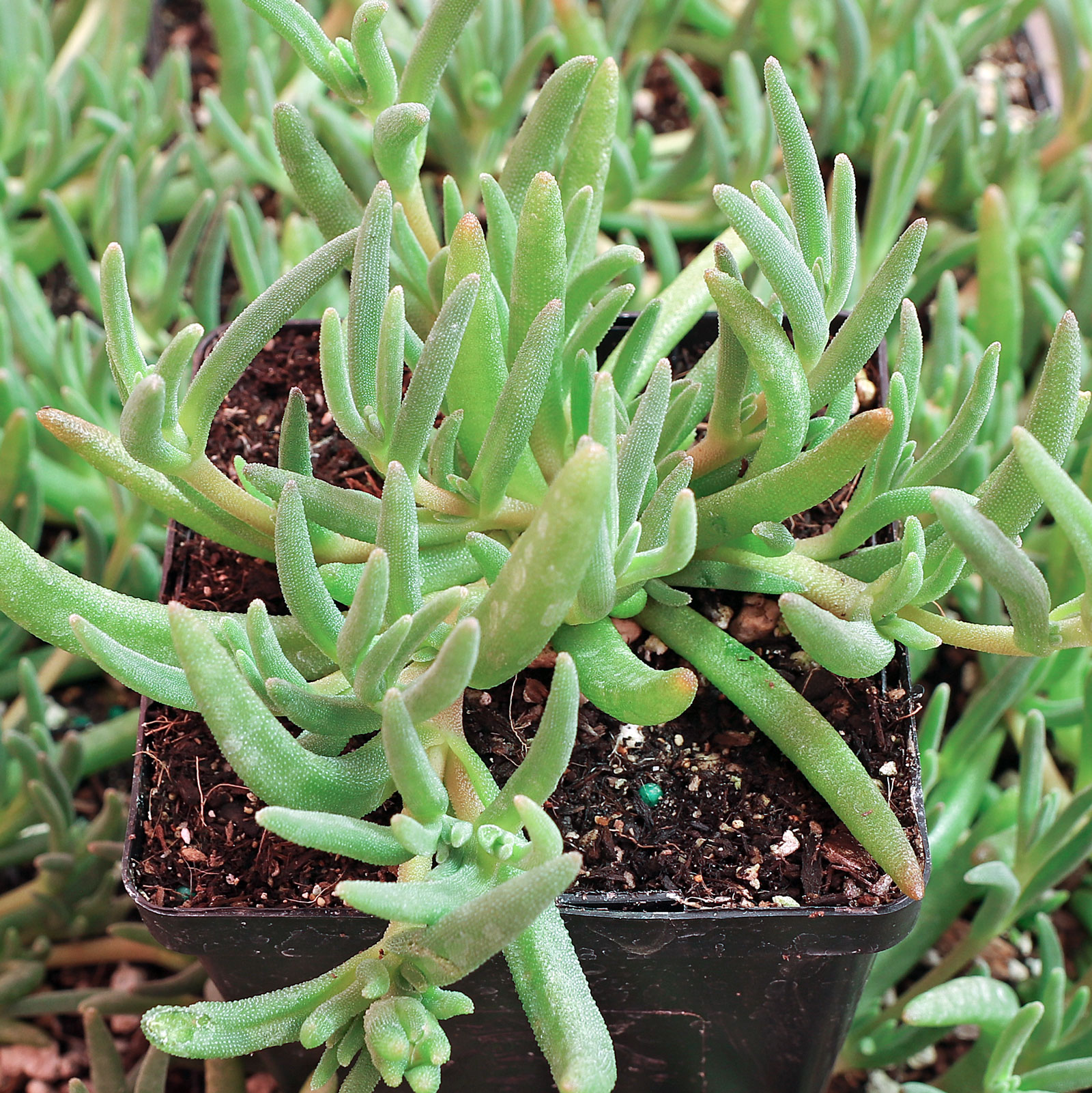 Every time I've had Delosperma shipped, it dies immediately. I can buy it from a greenhouse and it's fine. Why?