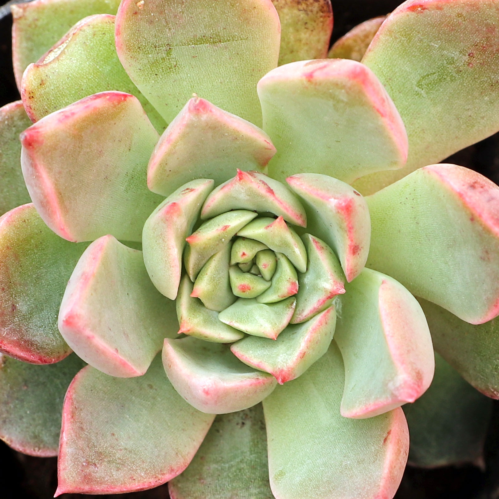 Graptopetalum bellum 'Superstar' Questions & Answers