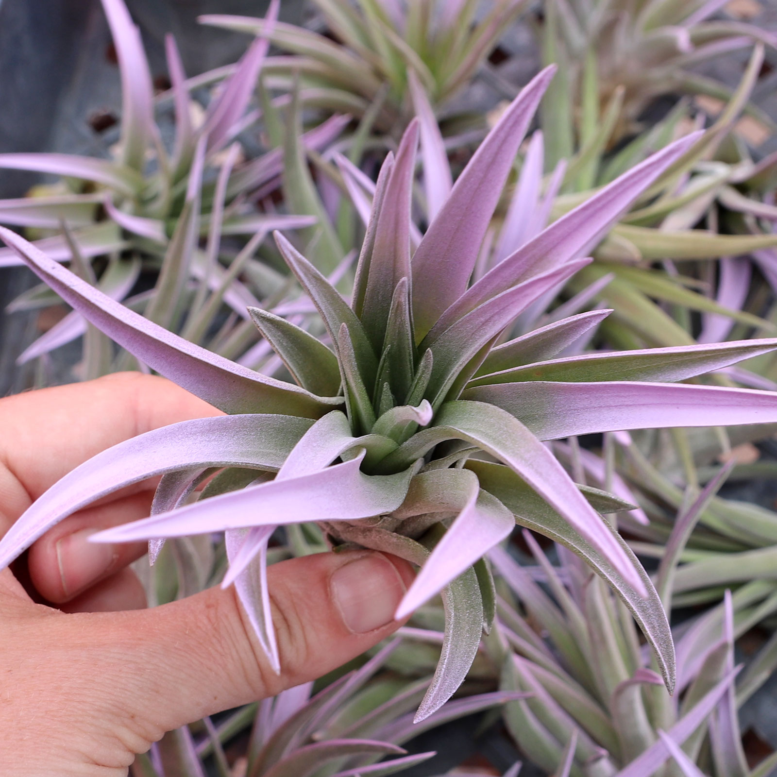 What does "enhanced" mean in the air plant description?