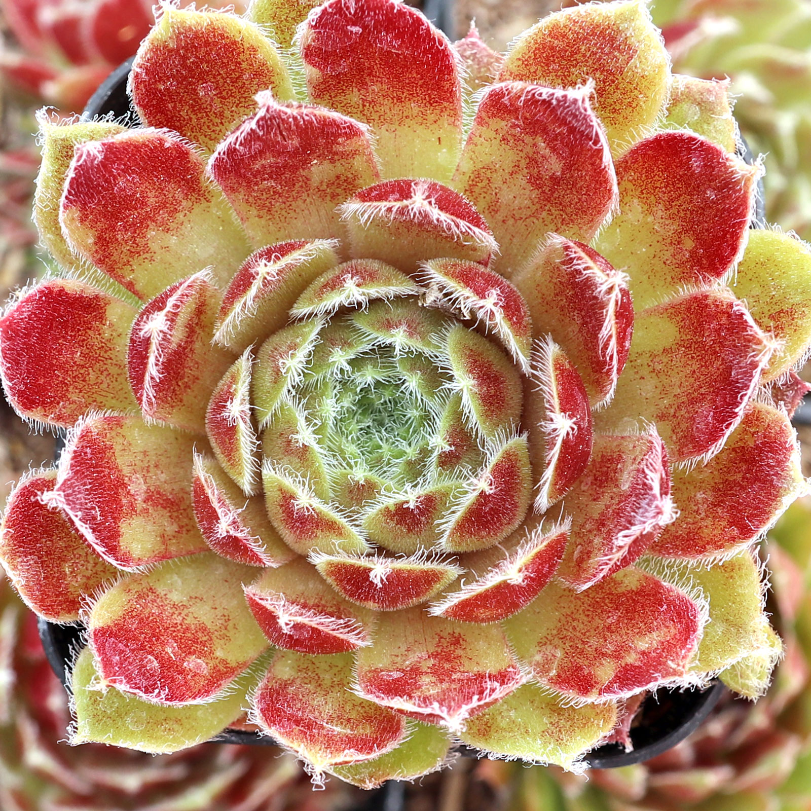 Sempervivum 'Carnival' Questions & Answers