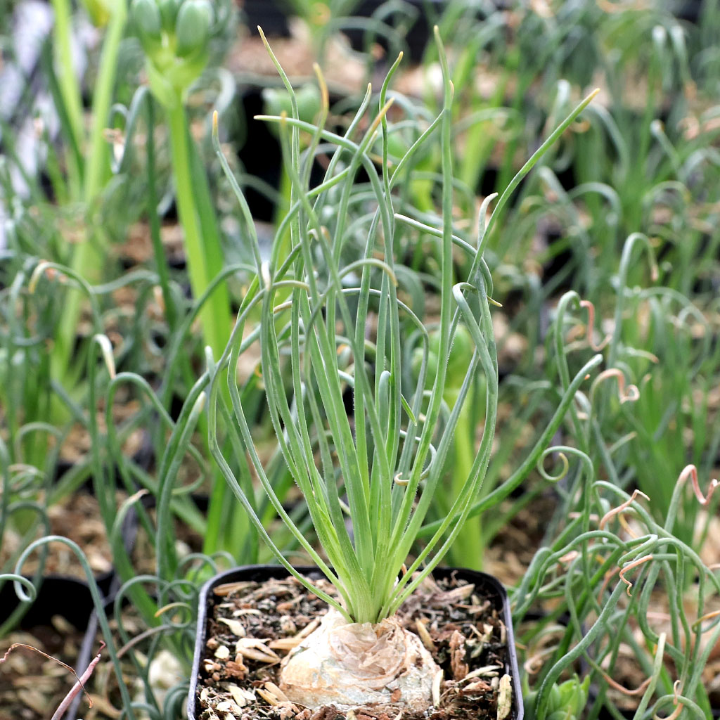 Got my frizzle sizzle in June. It's growing a flower stalk. Repot now?