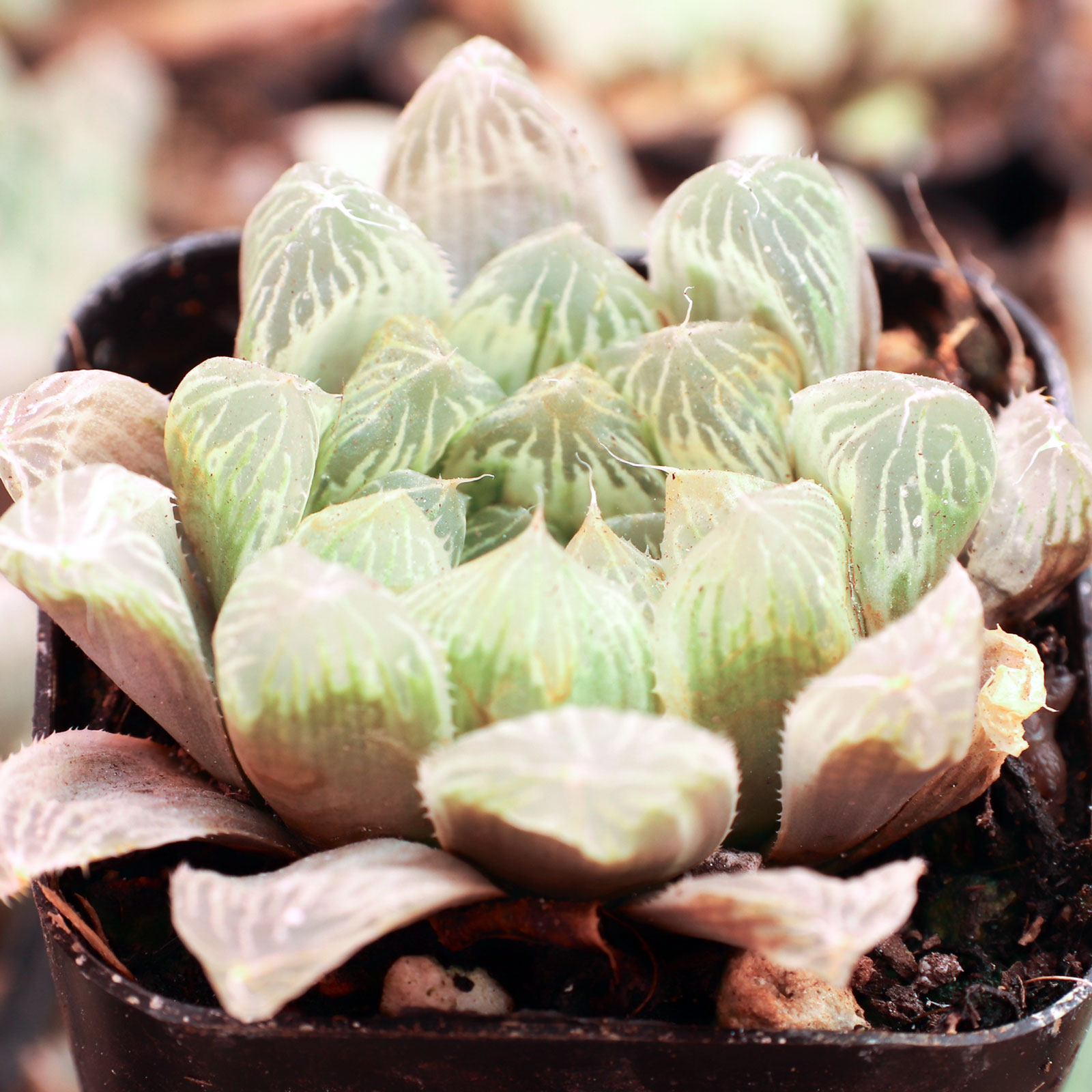 Haworthia cooperi f. variegata Questions & Answers